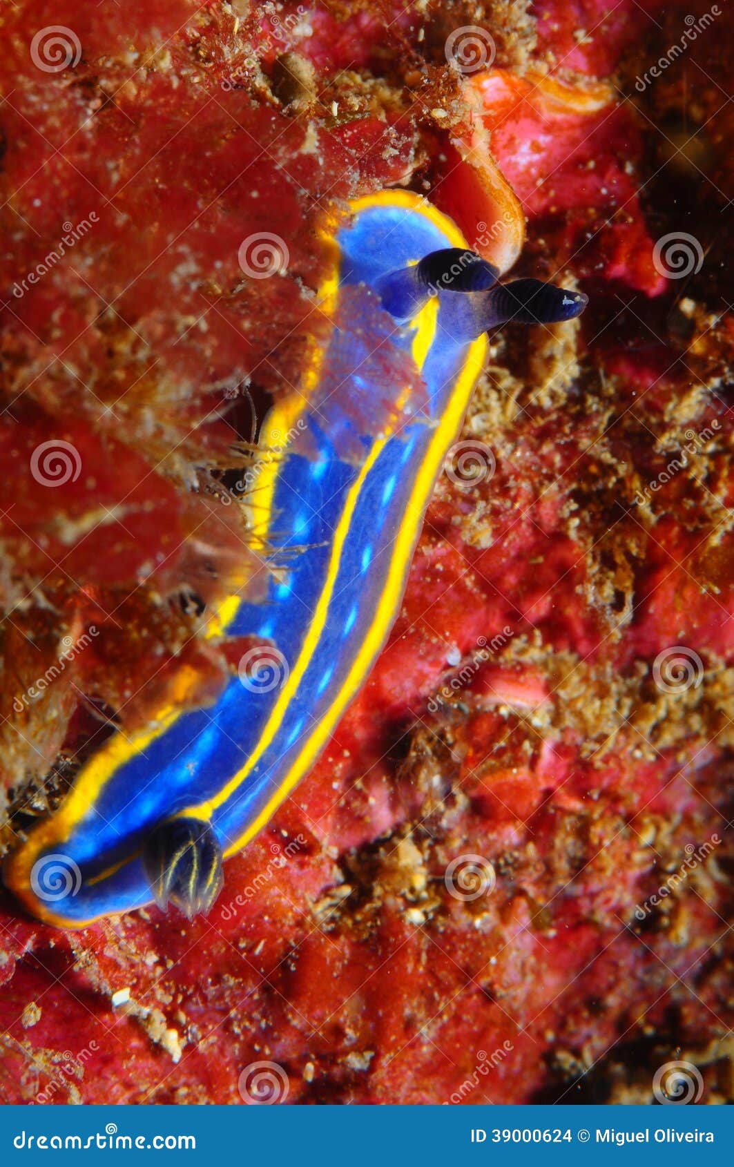 a hypselodoris cantabrica nudibranch