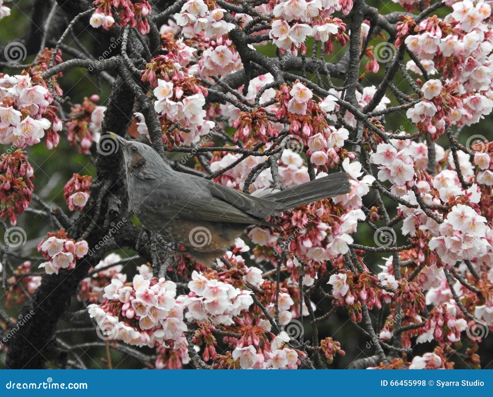 Hypsipetes amaurotis i Śliwkowi okwitnięcia, Ueno, Japonia (Słyszący Bulbul). Hypsipetes amaurotis i Śliwkowi okwitnięcia, Ueno park, Tokio prefektura, Japonia (Słyszący Bulbul)