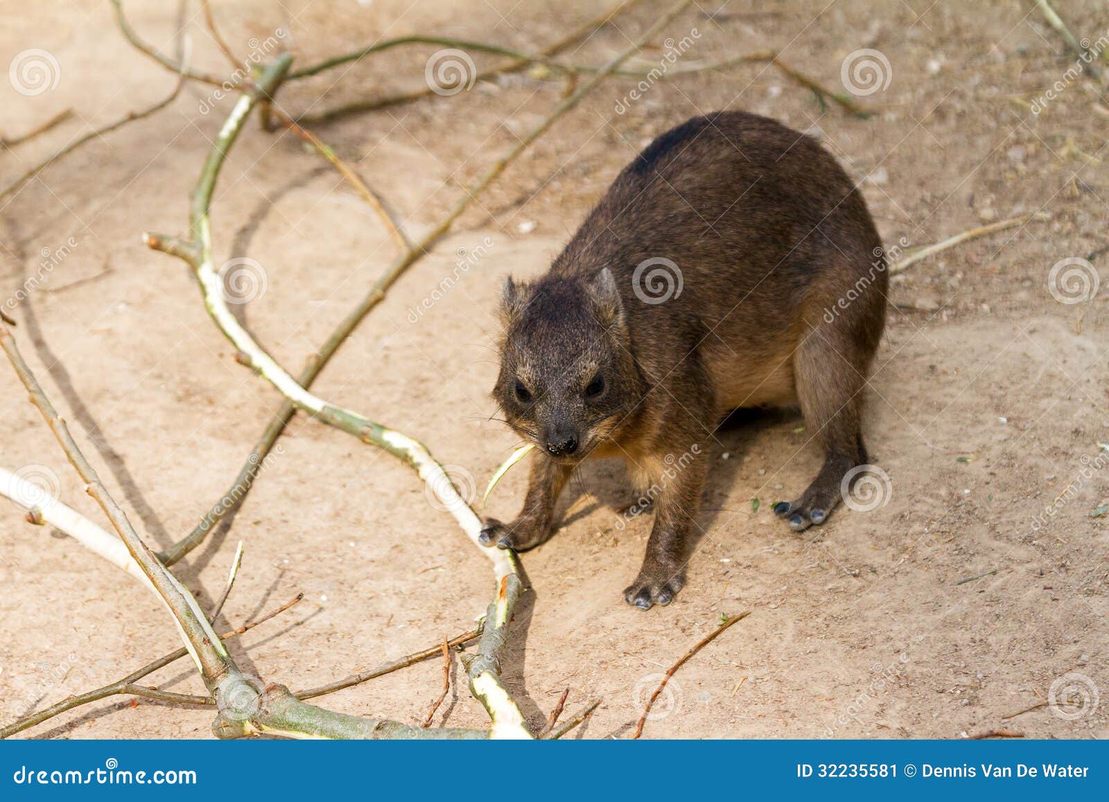 The Hyrax, a fairly small, thickset, herbivorous mammal in the order Hyracoidea. They are often mistaken for rodents, but in actuality are more closely related to elephants