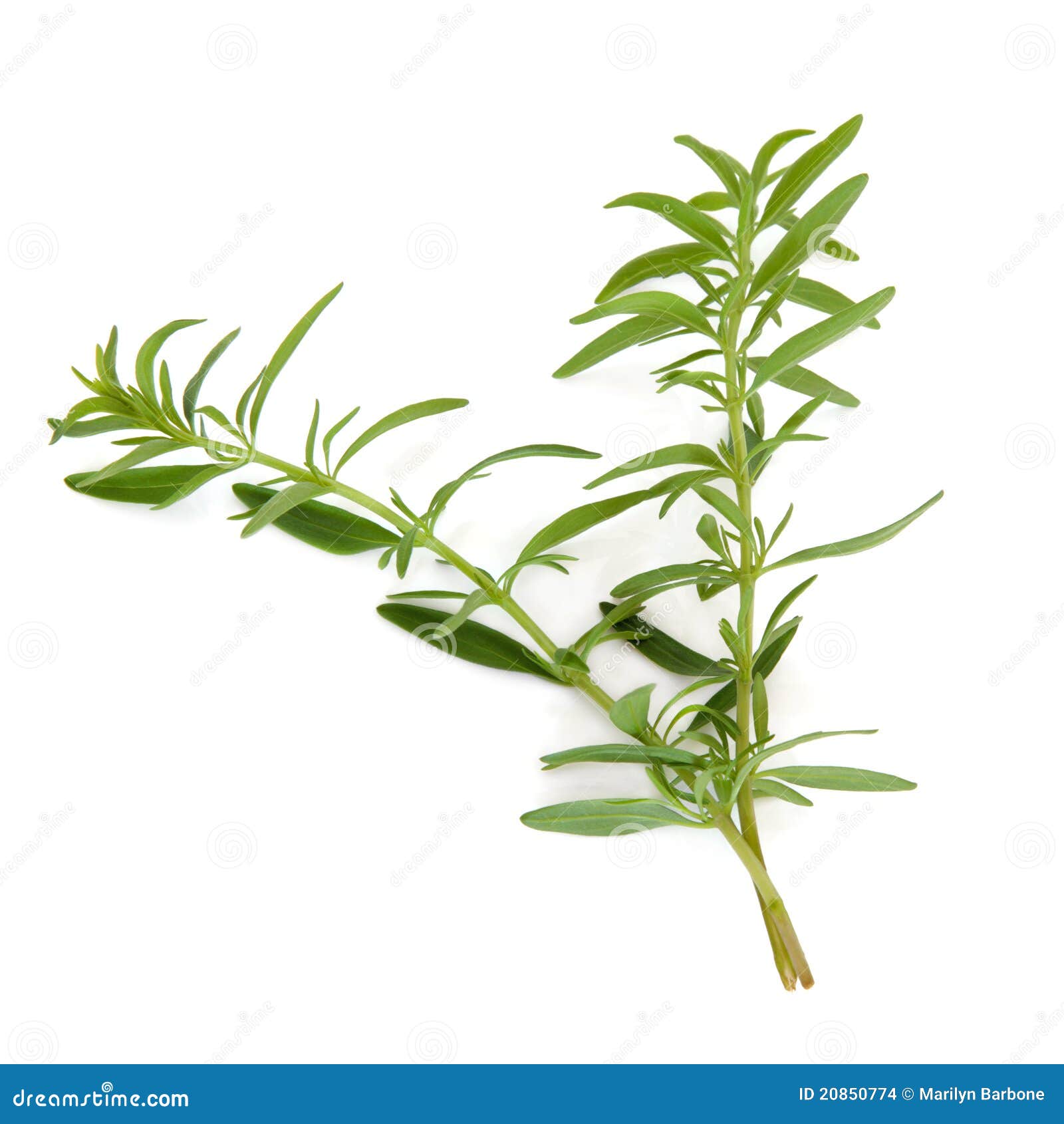 hyssop herb leaves