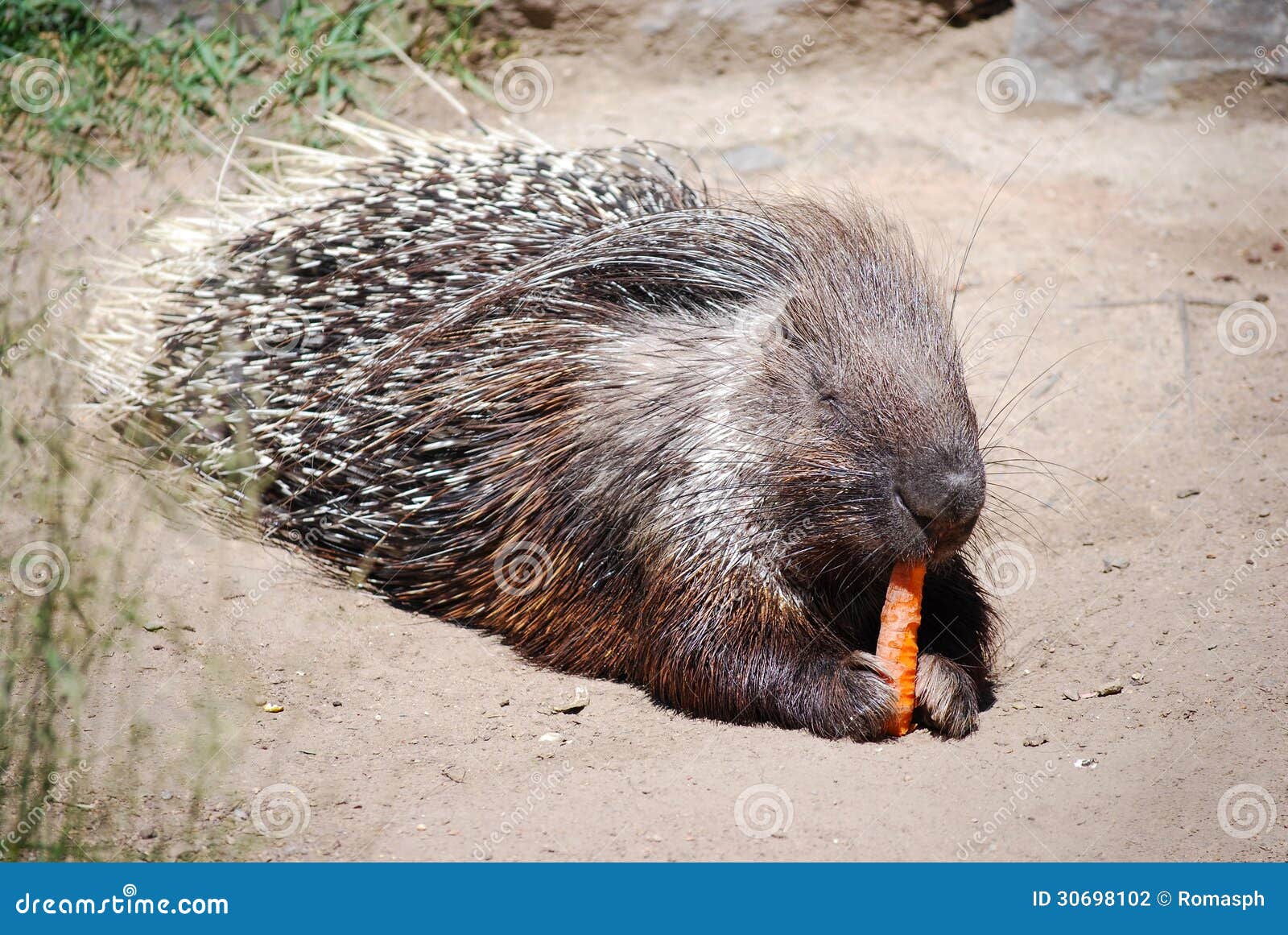 hystrix with carrot