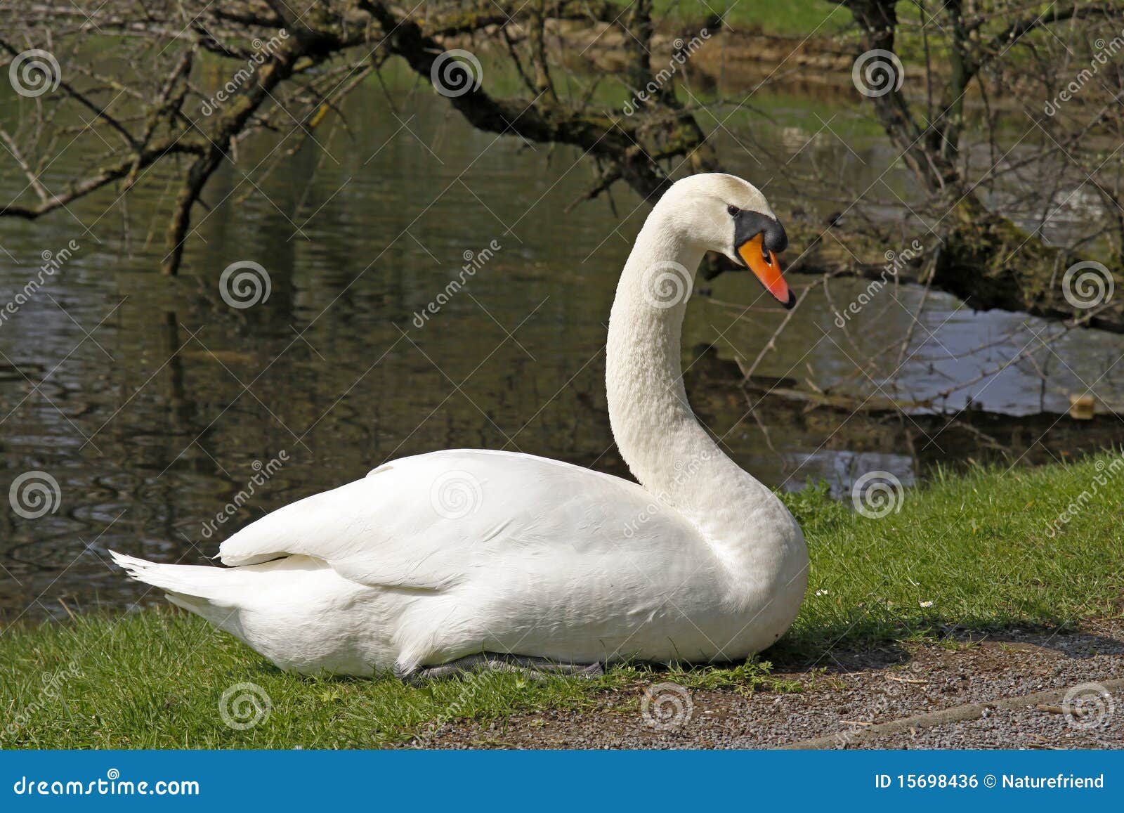 hÃÂ¶ckerschwan (cygnus olor) - mute swan