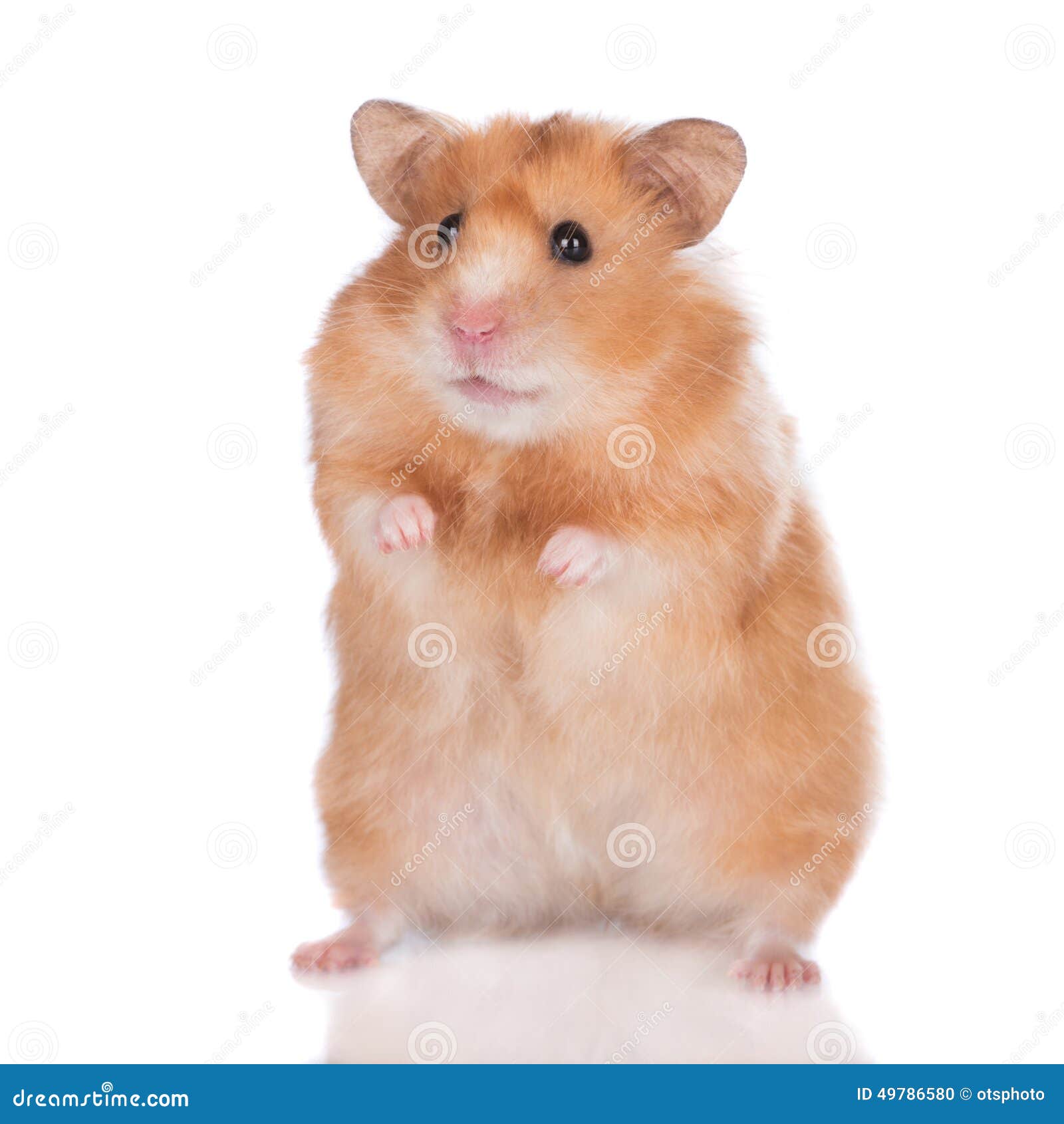 Arriba 102+ Imagen De Fondo Hamster