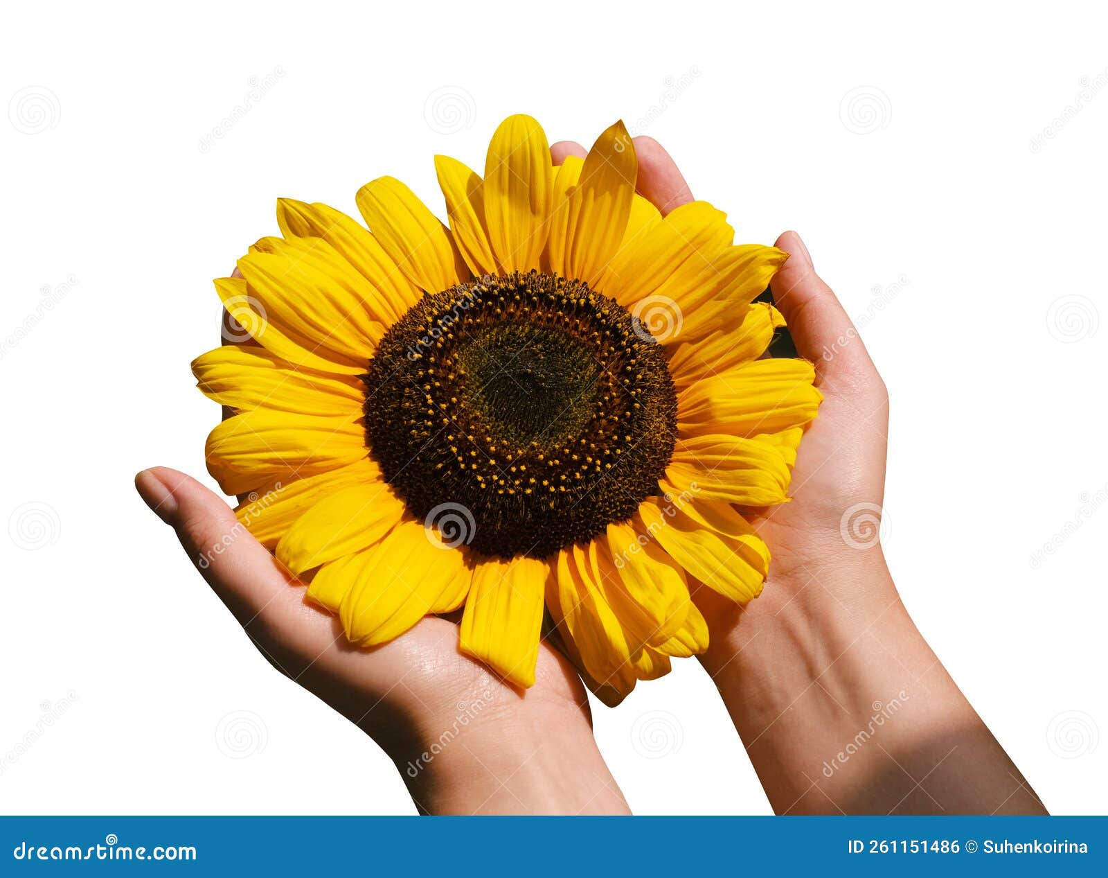 Händlerinnen Halten Eine Sonnenblume Auf Weißem Hintergrund in Der Nähe