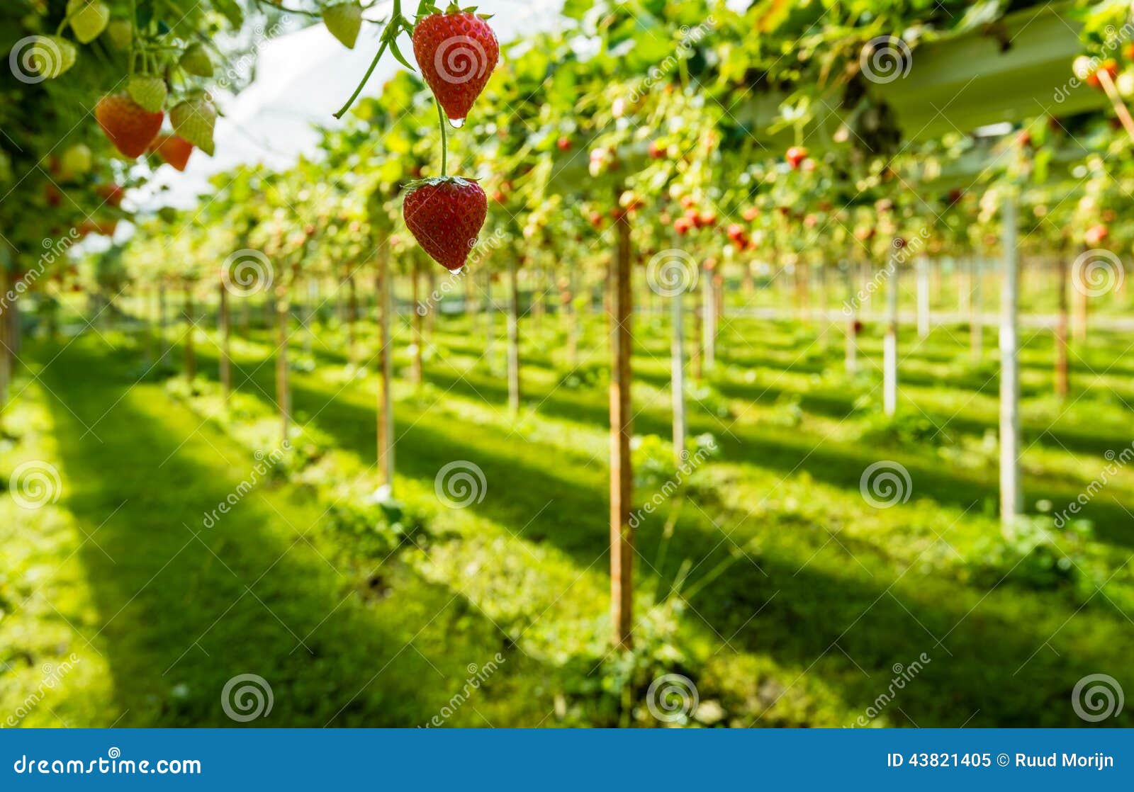 Hängende Erdbeeren Mit Wassertropfen Vom Abschluss Stockbild Bild von
