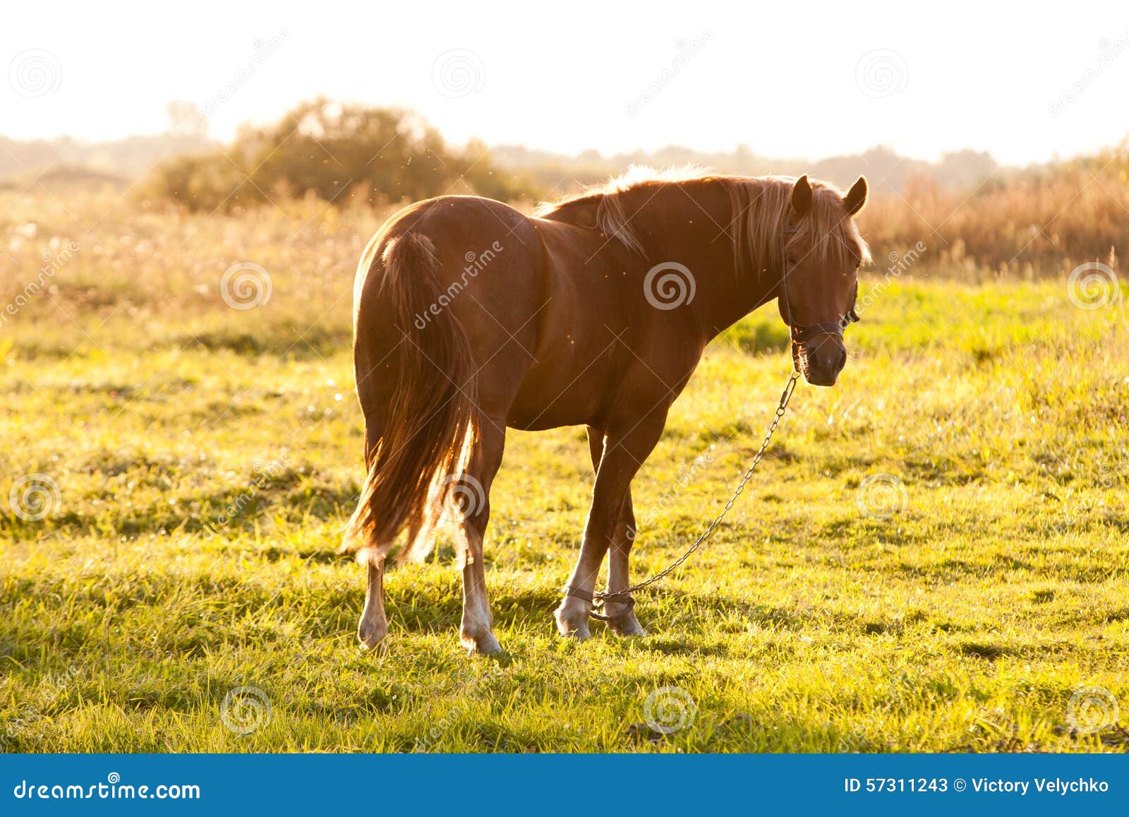 Härlig brun häst under solnedgång. Härlig brun häst som äter gräs i ett fält under solnedgång