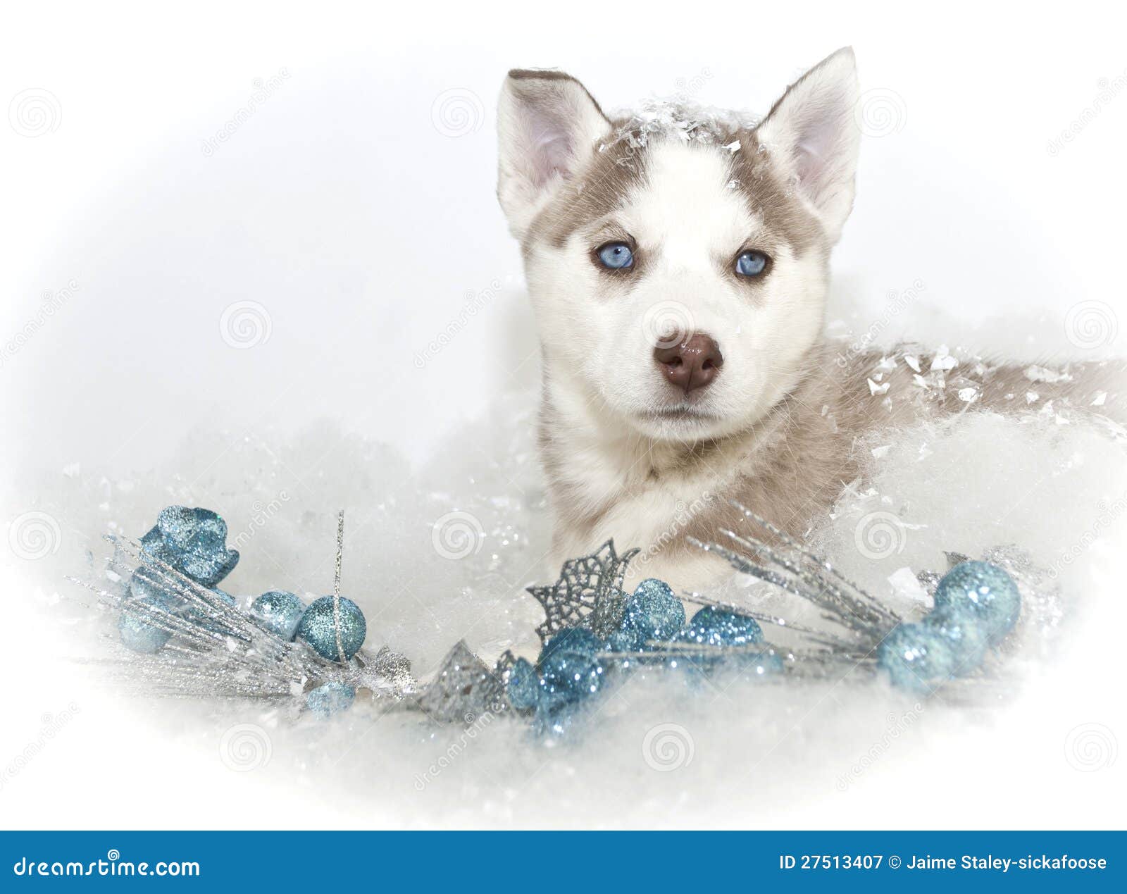 Härlig julHuskyvalp. Julvalp med blåa ögon och den blåa juldekoren, på en vit bakgrund.