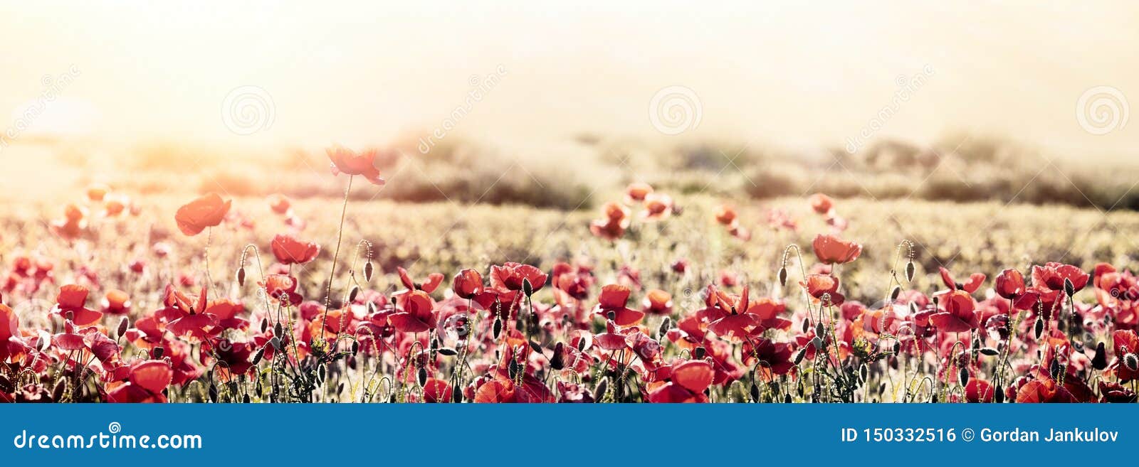 Härlig natur, härligt landskap som blommar vallmoblomman i äng