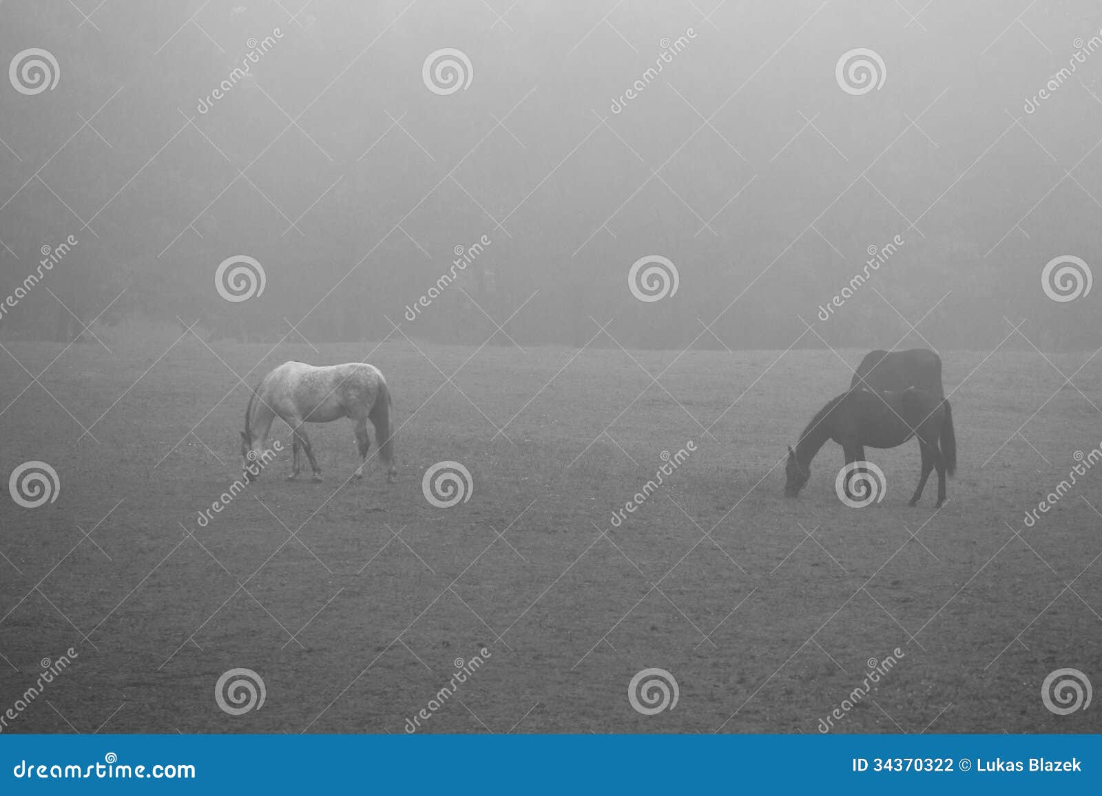 Hästar i mist. Triot av hästar i beta.