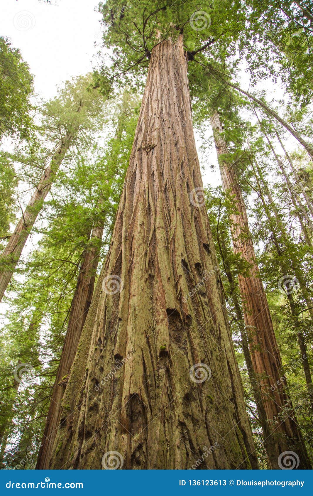 Högväxta Kalifornien redwoodträd står högt till himlen. Dominera redwoodträd skjuta till den mäktiga kroppsstorleken och omfången för himmel i skogen för den Kalifornien redwoodträdet