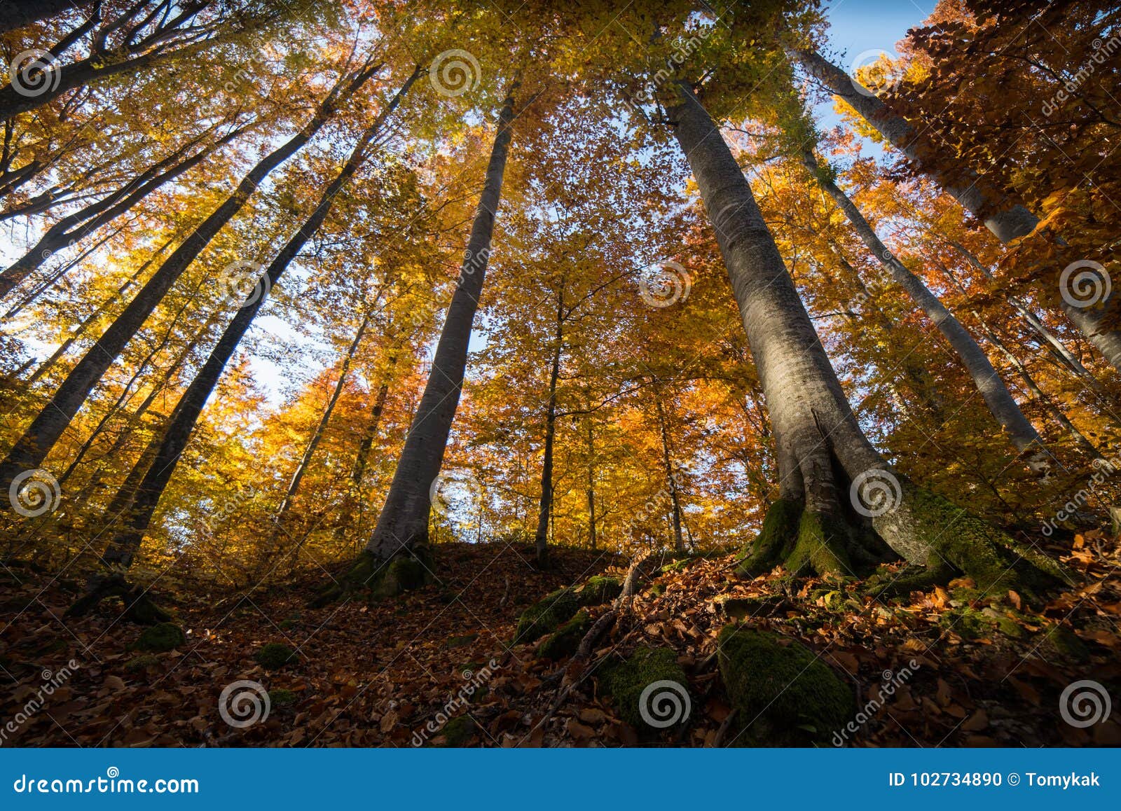 Höstlig skog. Skog på hösten Forest Detail