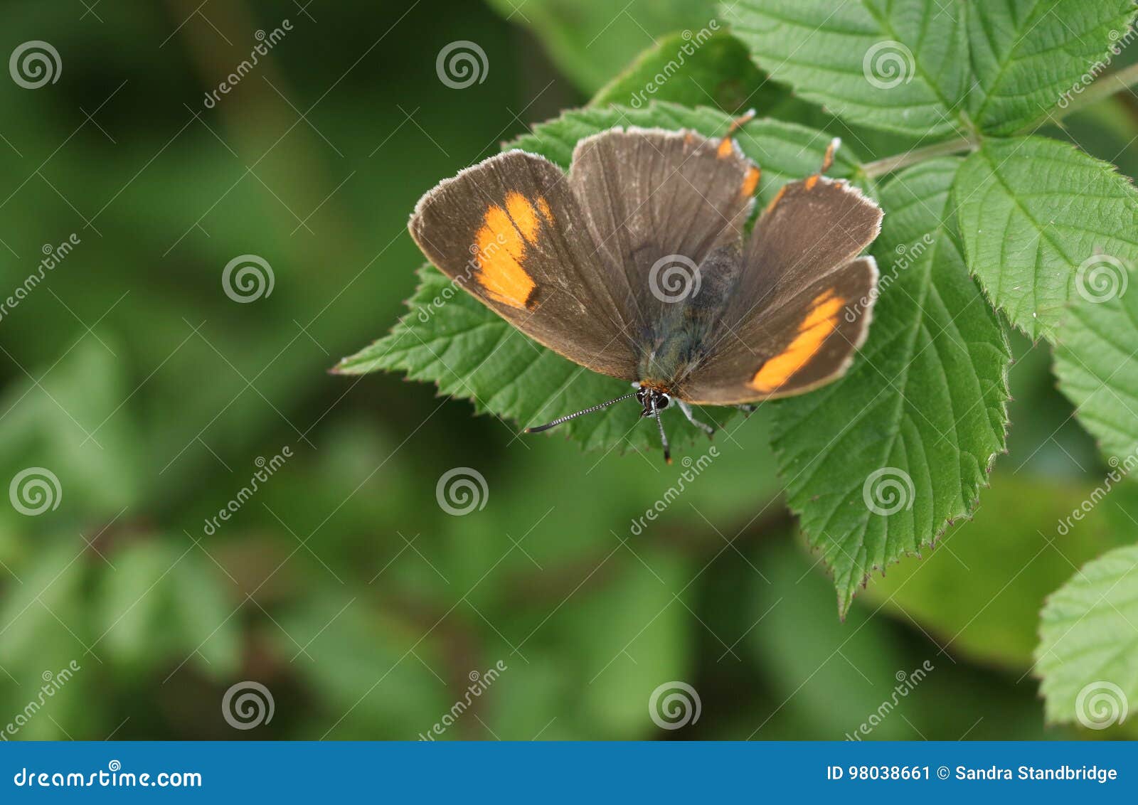 I betulae abbastanza rari di Brown di un Thecla del Hairstreak si sono appollaiati su una foglia