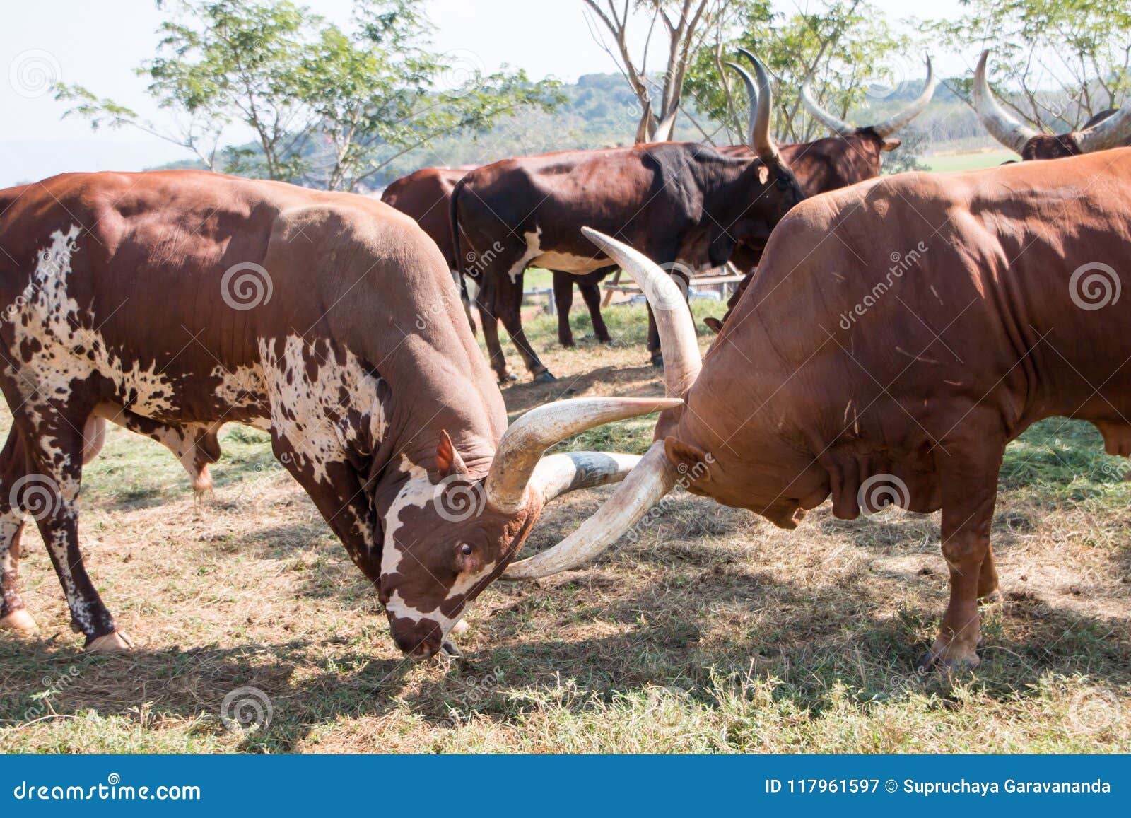 I bisonti si raddoppiano combattimento