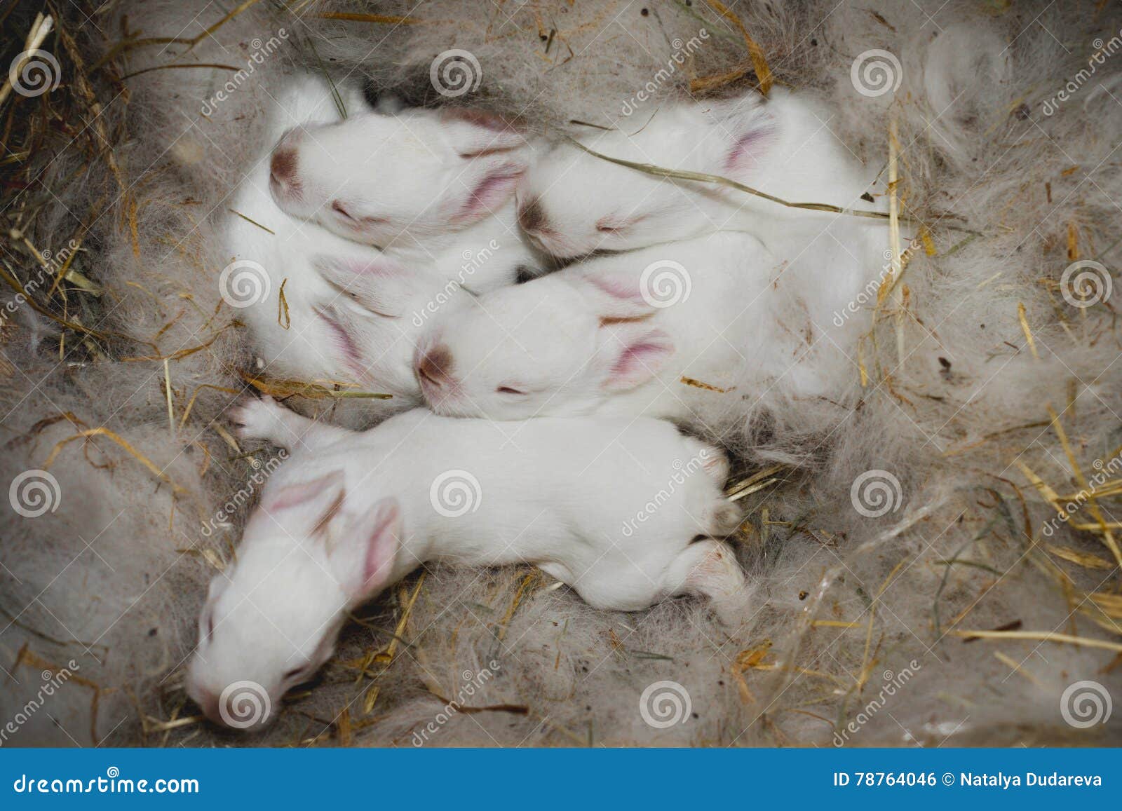 Nido Per Conigli In Plastica - Doppio Fondo Estraibile, Coperchio Con Chiusura Foro