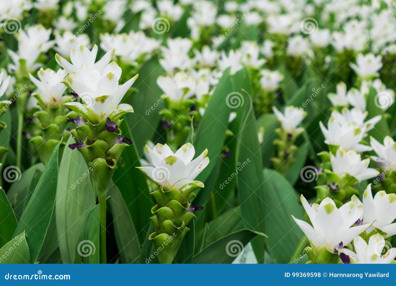 I Fiori Della Curcuma O Il Fiore Bianchi Del Tulipano Del Siam Nel Giardino O Nel Parco Della Piantagione Per Decorano L Area Del Fotografia Stock Immagine Di Campo Copia