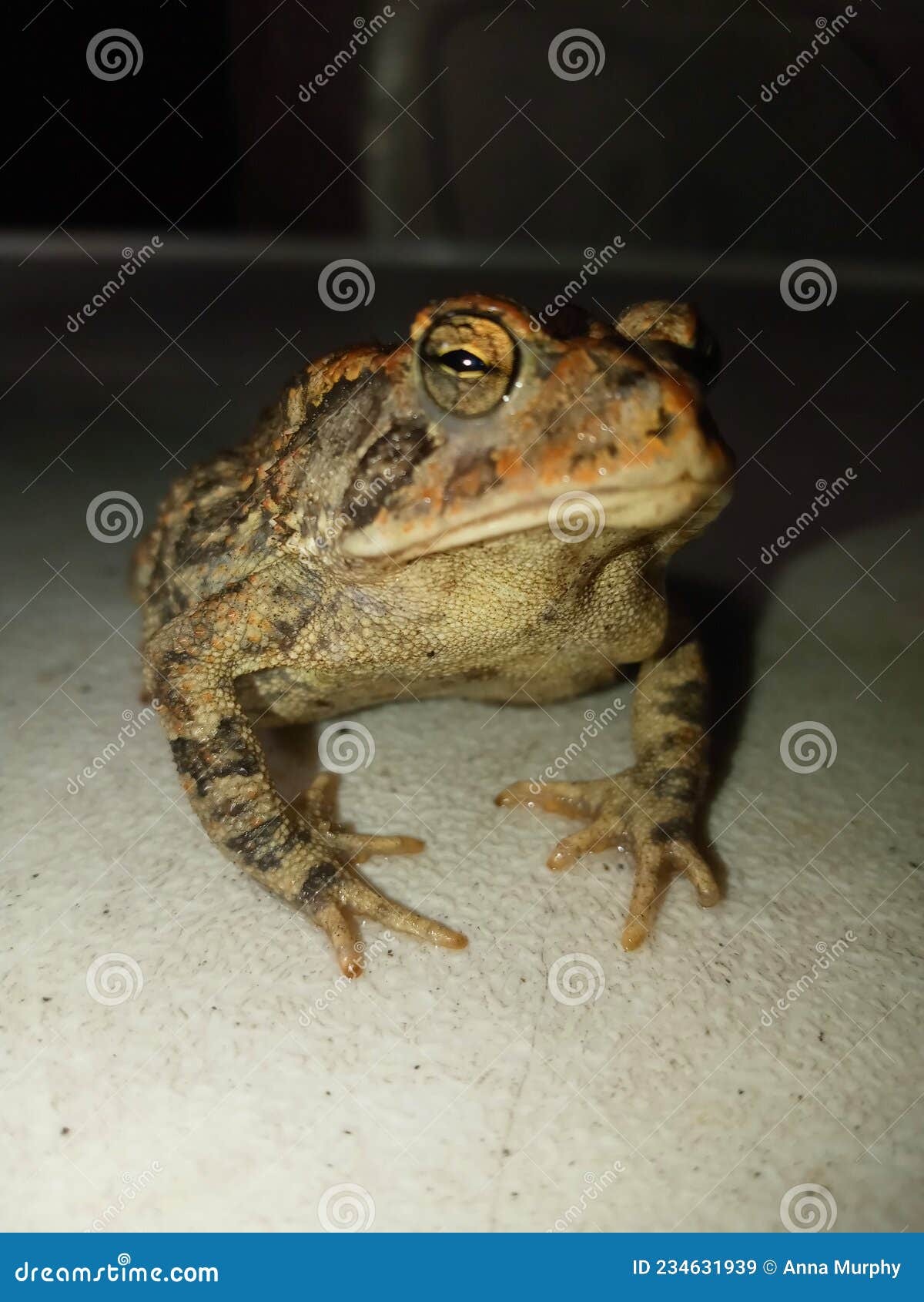 I got my good eye on you stock image. Image of insect 234631939