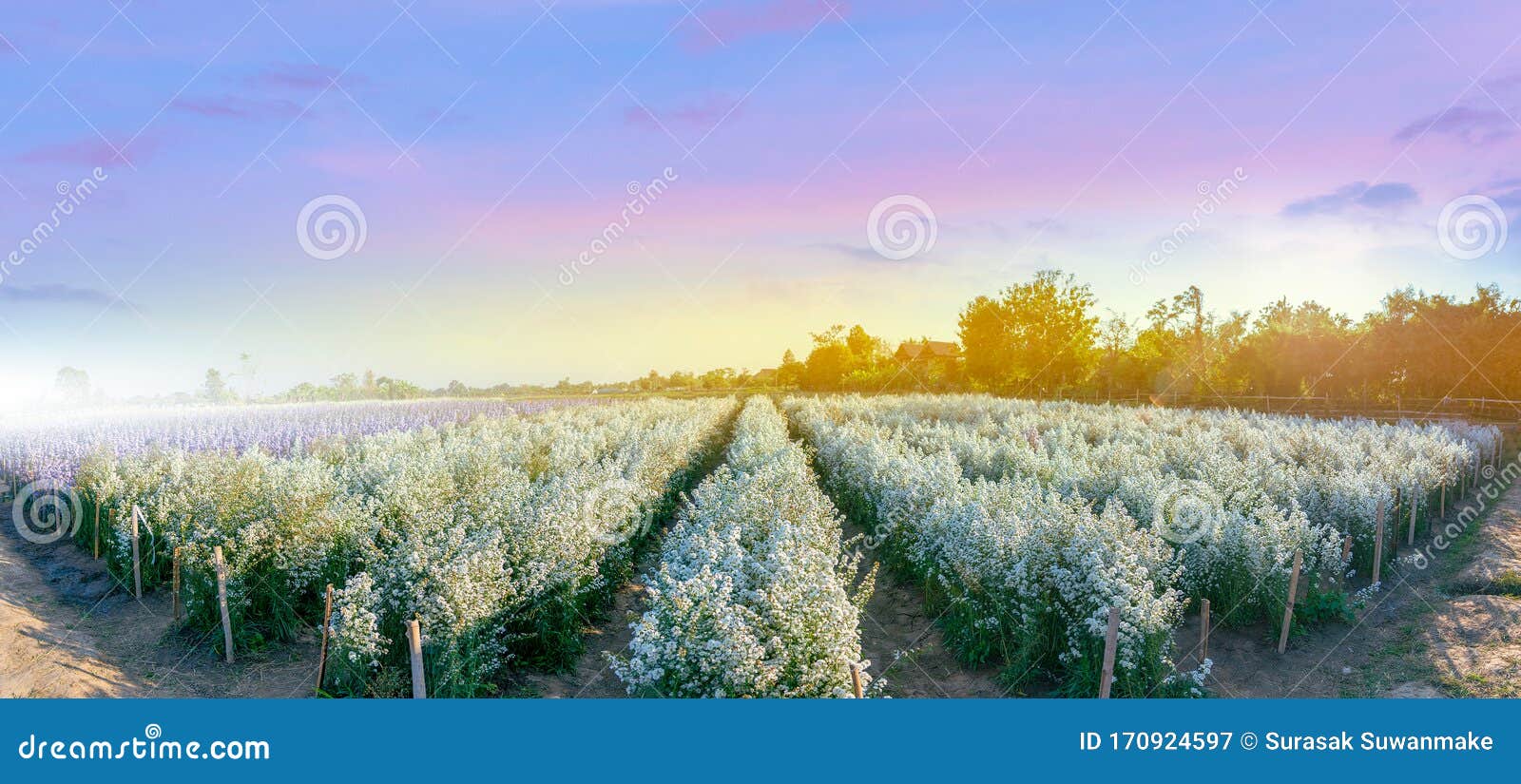 I Love Flower Farm Mae Rim District Chiang Mai Province Stock Image Image Of Sunrise Fields 170924597