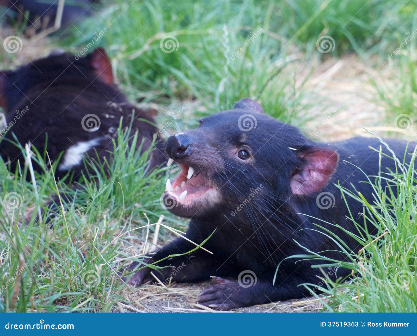 I m cute but dangerous stock image. Image of devil, tasmanian - 37519363