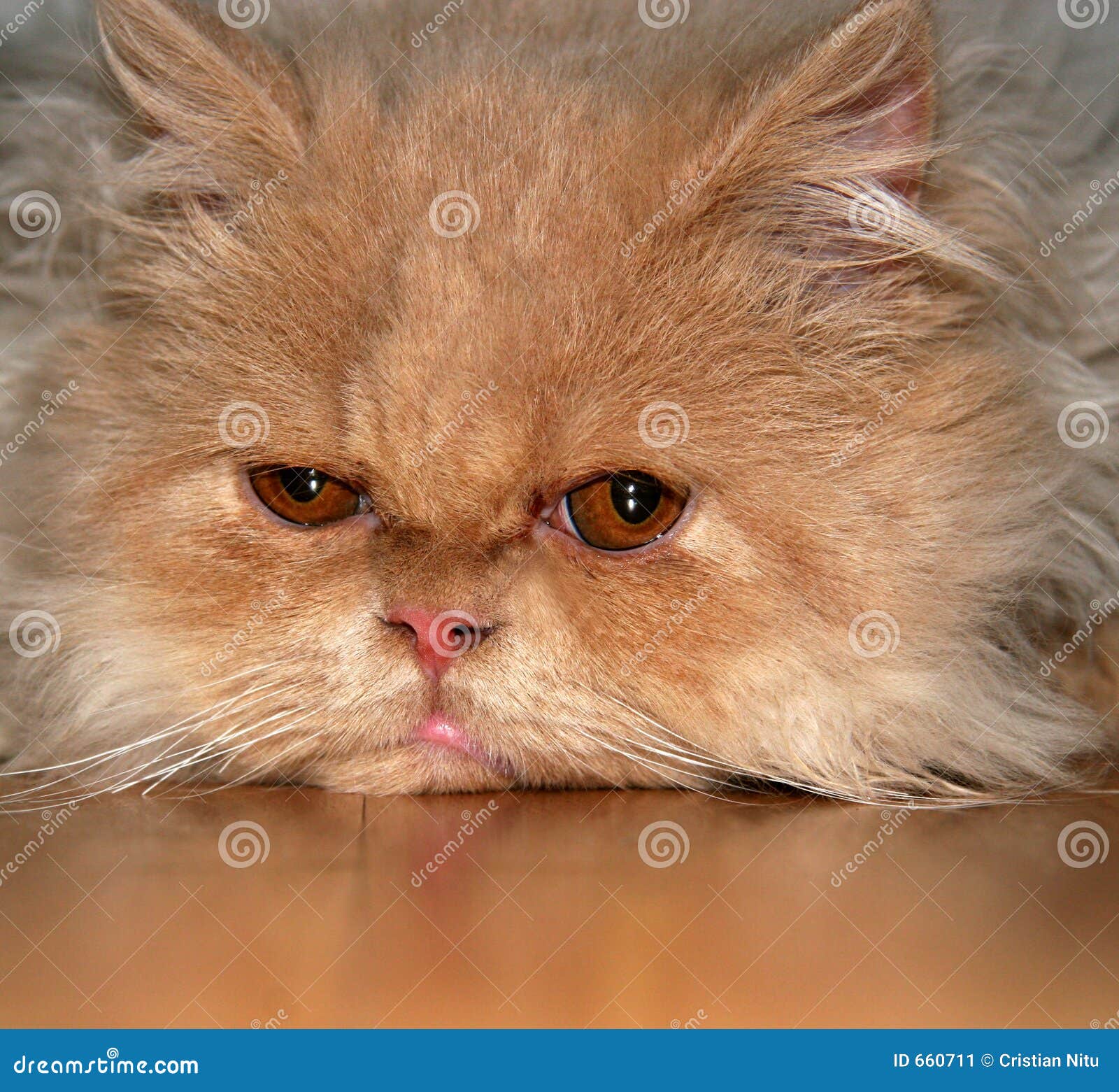 I m Thinking about You Cat stock image. Image of miaow - 660711