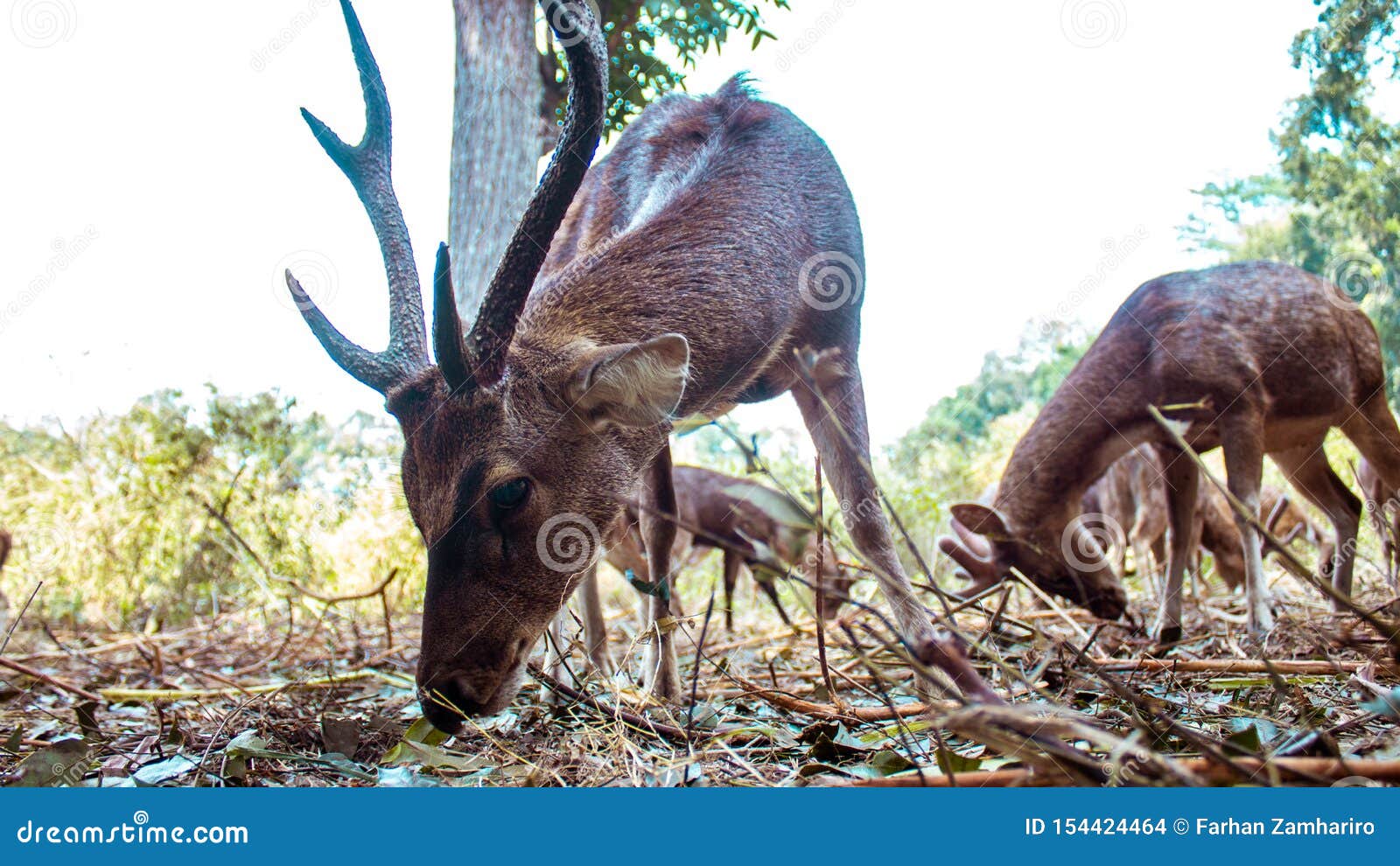 looks like deer eat together in a conservation park
