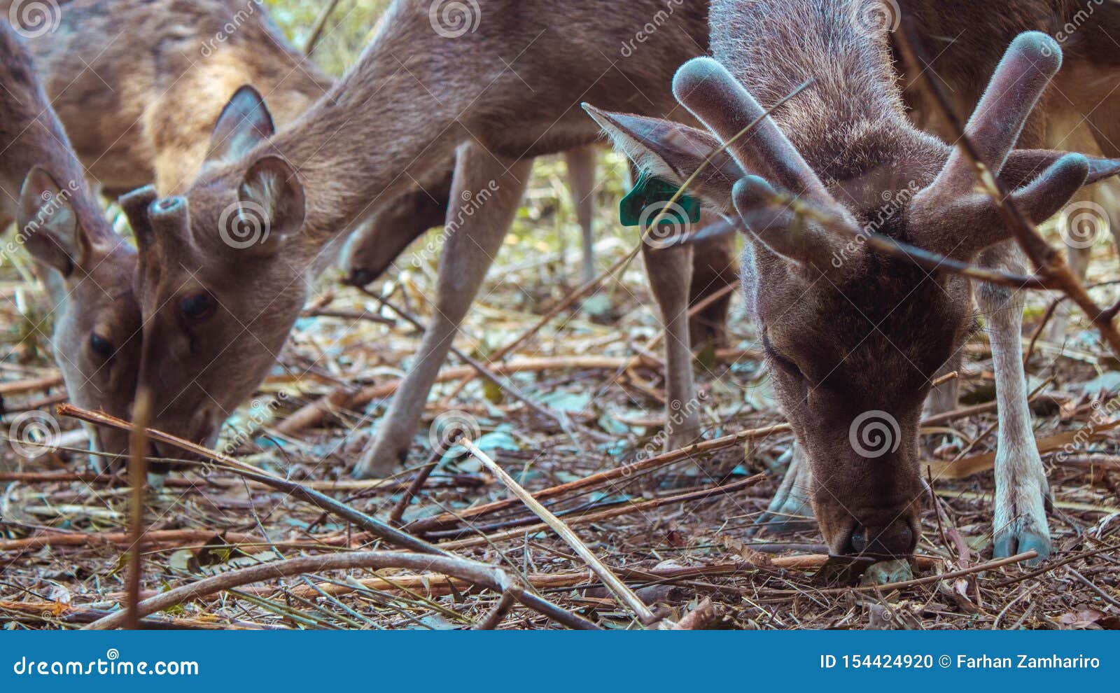 seen deers eating together in conservation park