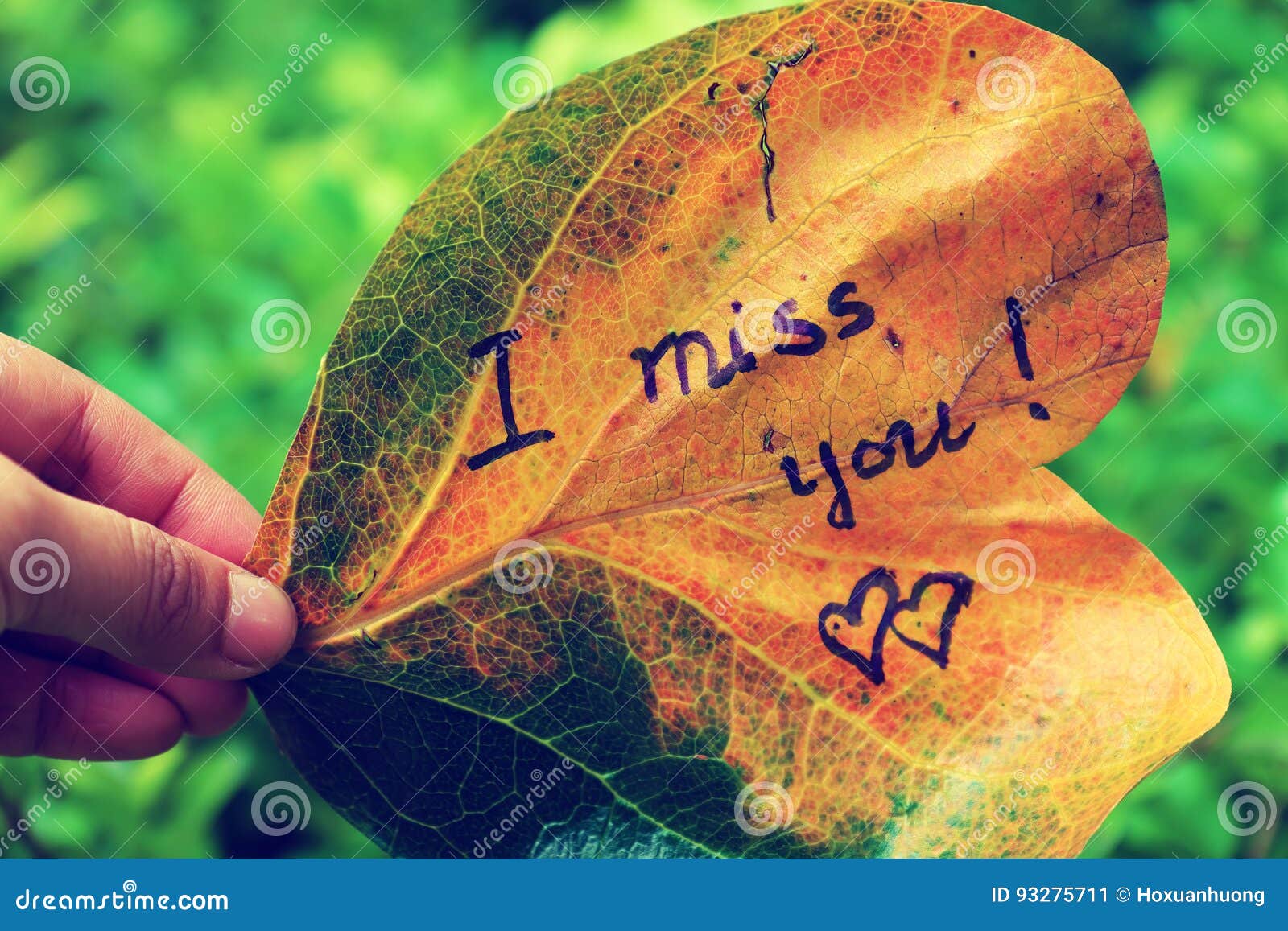 Woman hand hold old leaf with the word is i miss you, miss u message for fa...