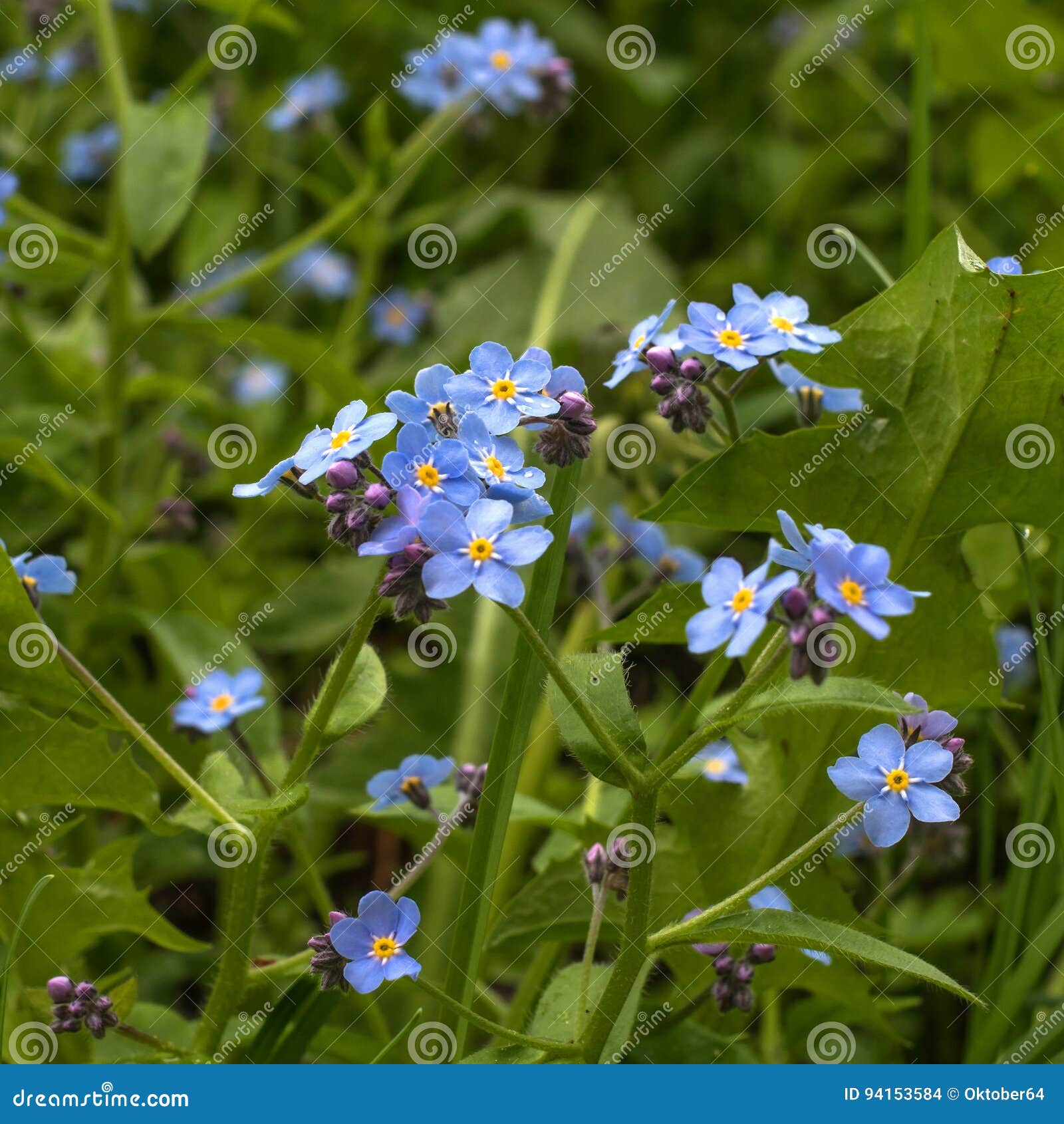 I Nontiscordardime Sono Piccoli Wildflowers Di Colore Blu Il