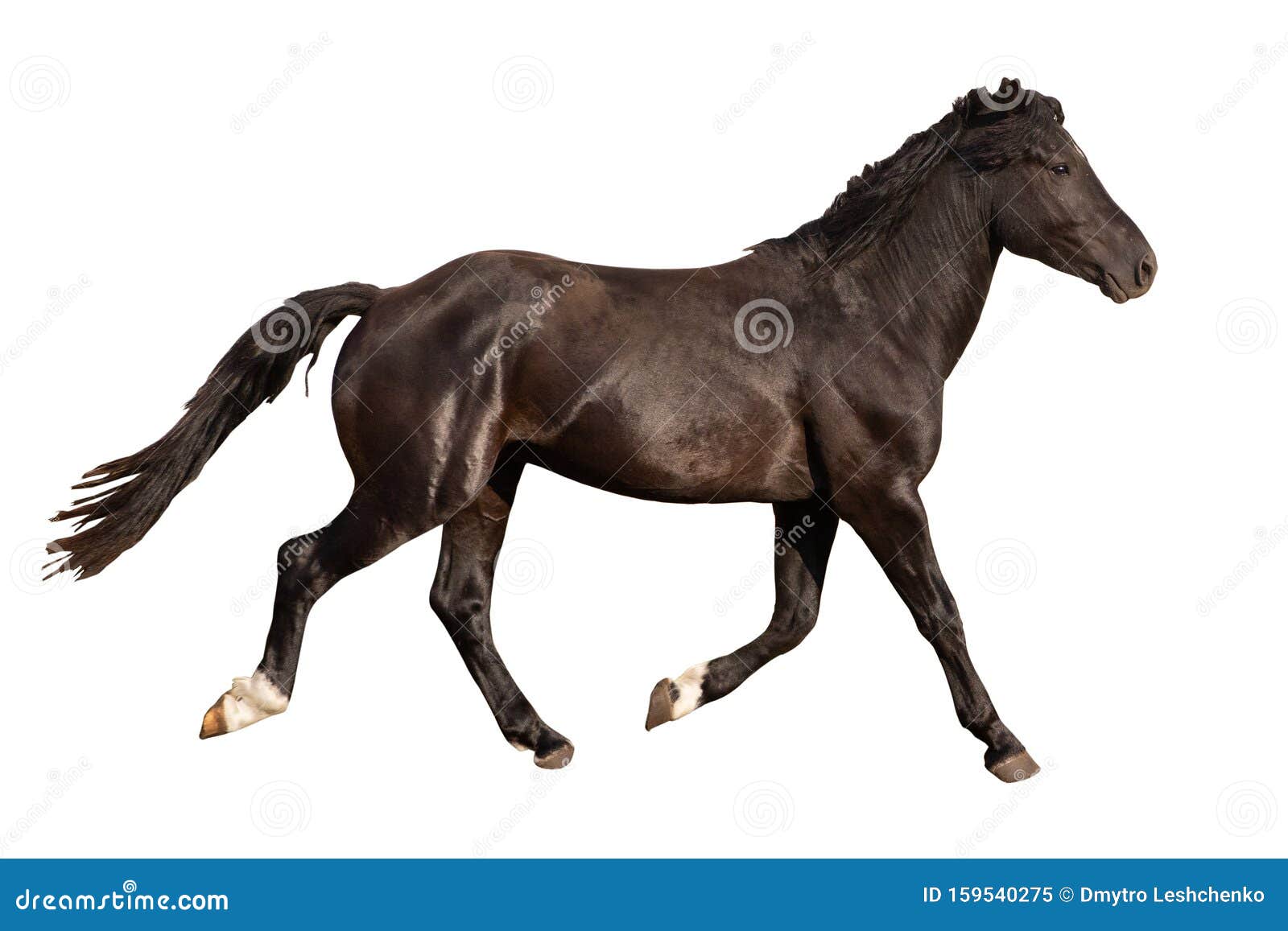 Black Beautiful Young Strong Racehorse Galloping she is Isolated on a White  Background, Farm Animal, Horse on a White Background Stock Image - Image of  mammal, isolation: 159540275