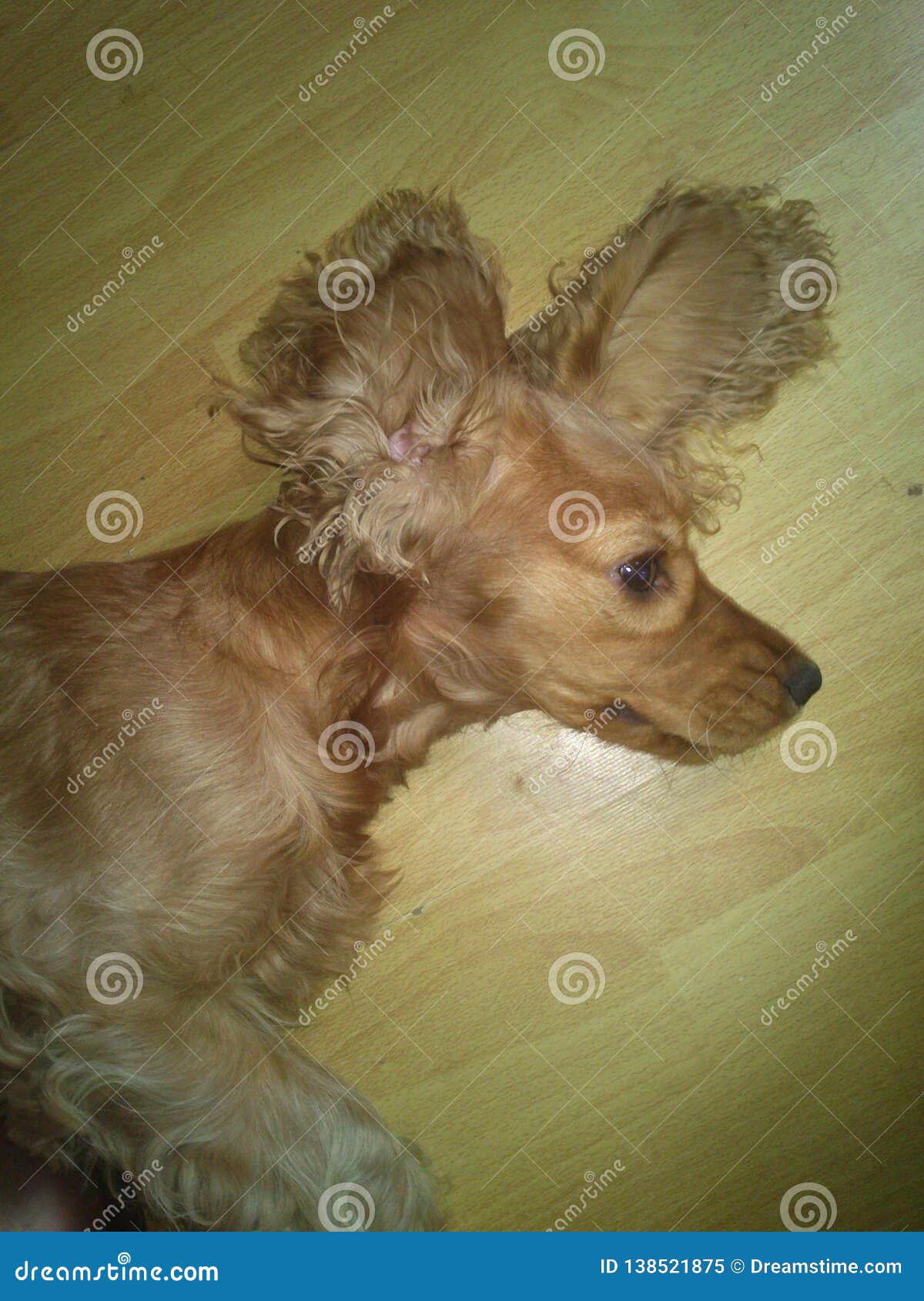 Very Funny Dog in the World Stock Image - Image of world, play: 138521875 Very Funny Dog in the World Stock Image - Image of world, play: 138521875