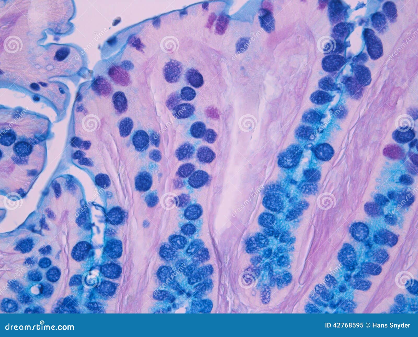 histology of the colon