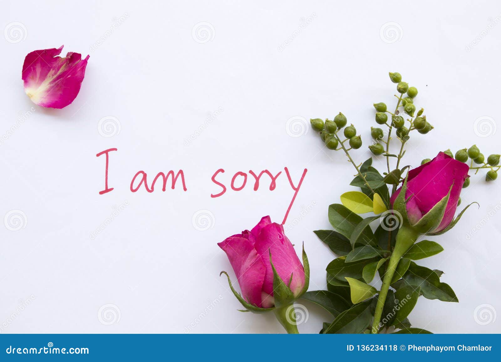 I am Sorry Message Card with Pink Rose Stock Photo - Image of ...