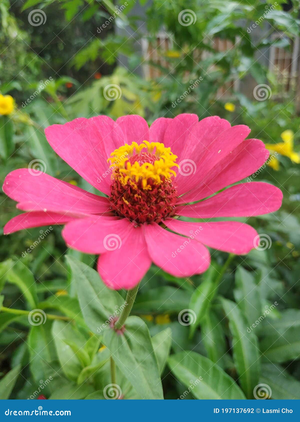 pink flowers in kiram village