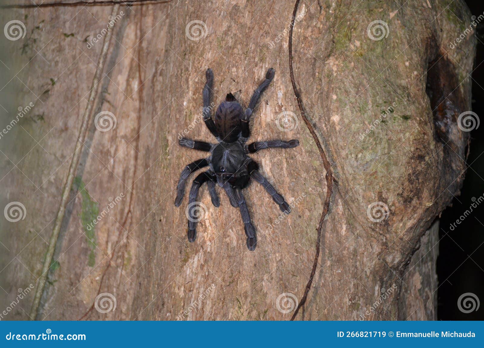 tarantula, bornÃ©o, malaisie