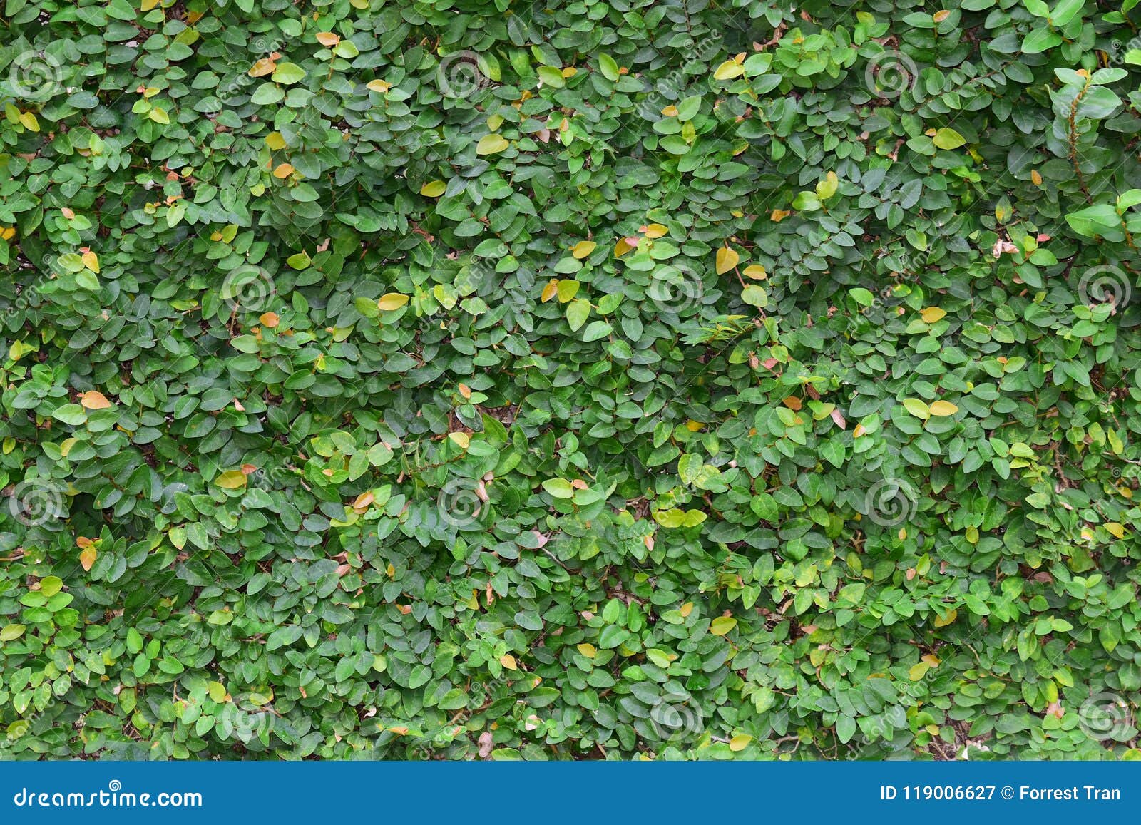 Green and Yellow Leaves Carpet Stock Image - Image of greenleaves