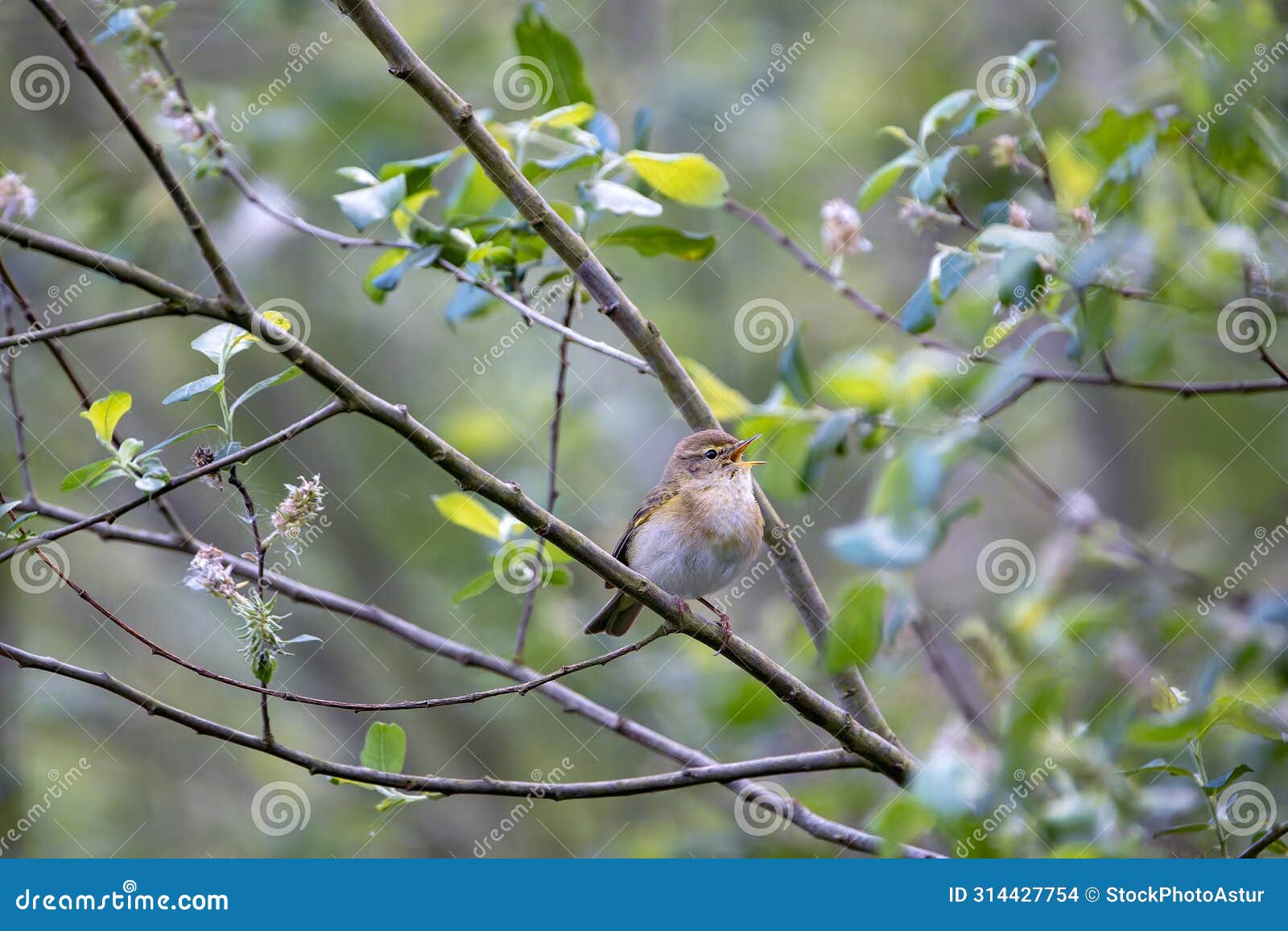 iberian chiffchaff perched on a branch singing