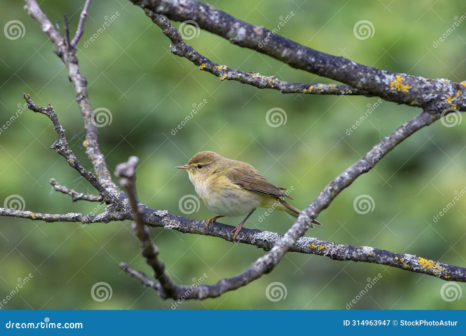 iberian chiffchaff perched on a branch