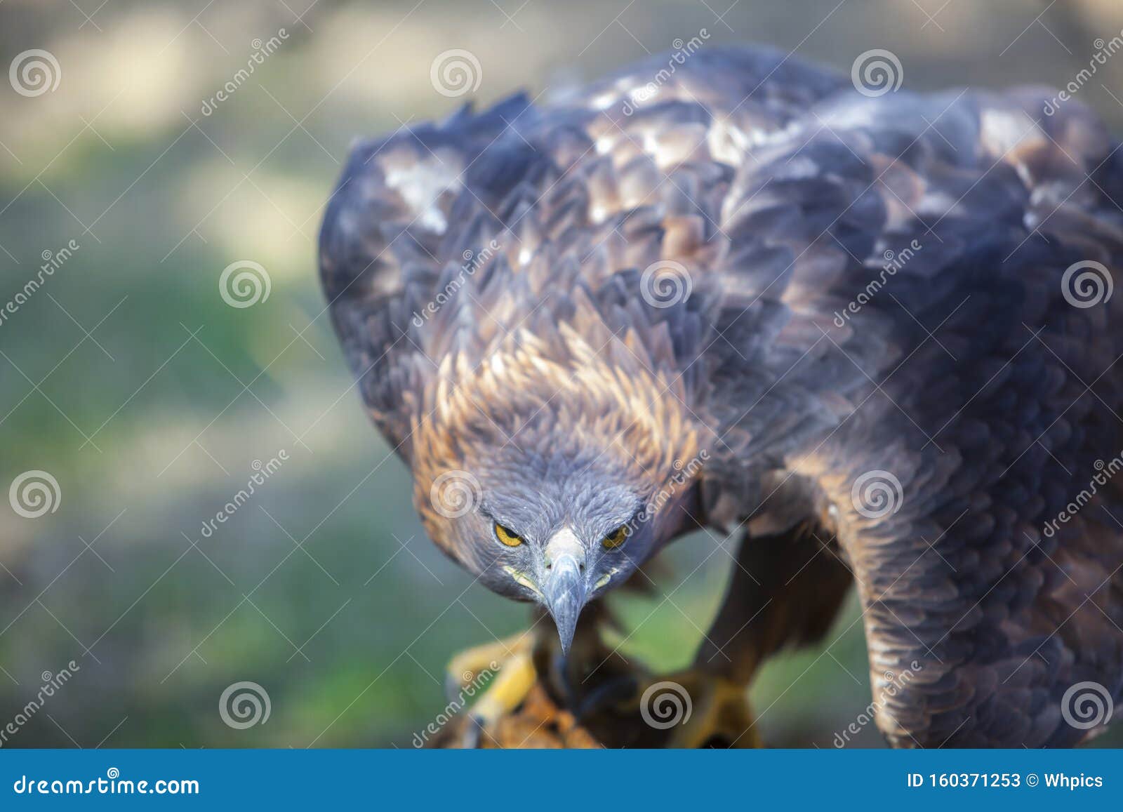 iberian golden eagle or aquila chrysaetos homeyeri