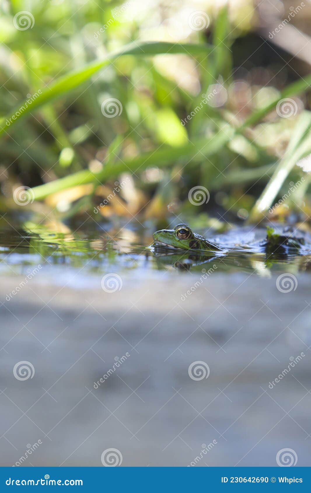 iberian green frog, half-sunked at litle mountain stream