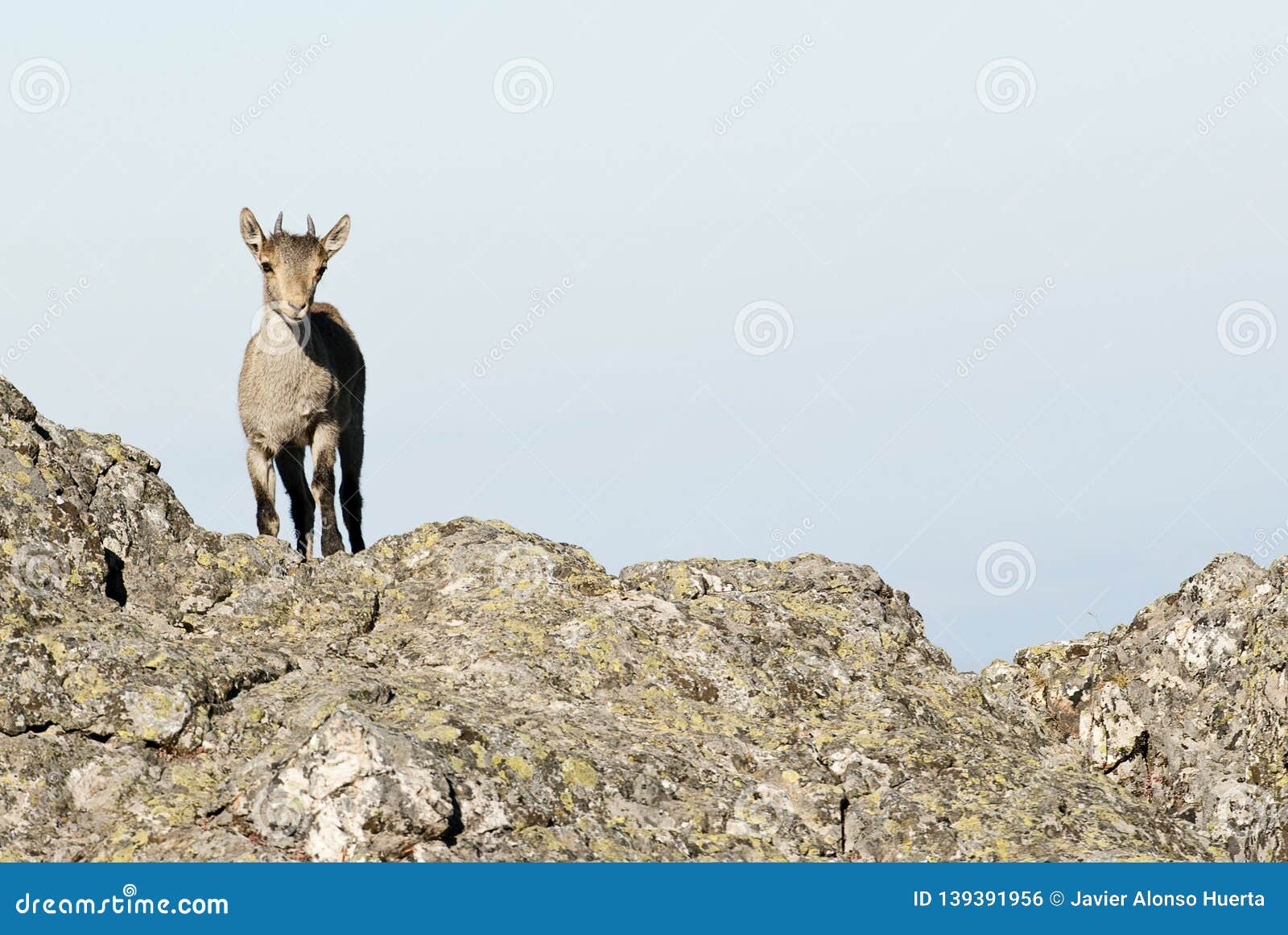 iberian ibex, capra pyrenaica, on top of the rock