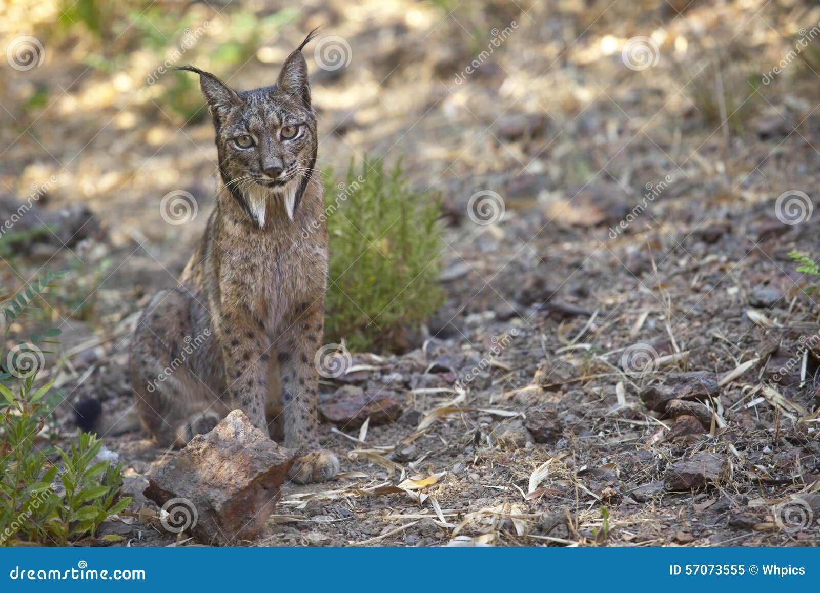 iberian lynx sitting on alert