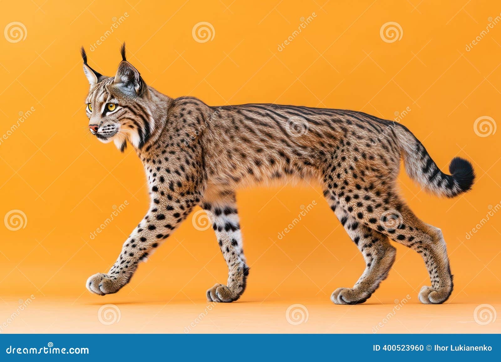 ★☆★希少★リンクス★Ｌynx PXⅡ★3-P.A.Sw(10本)★☆★ Lynx (Spot Wild Cats): Thielges, Alissa: 9781681525785: Amazon.com