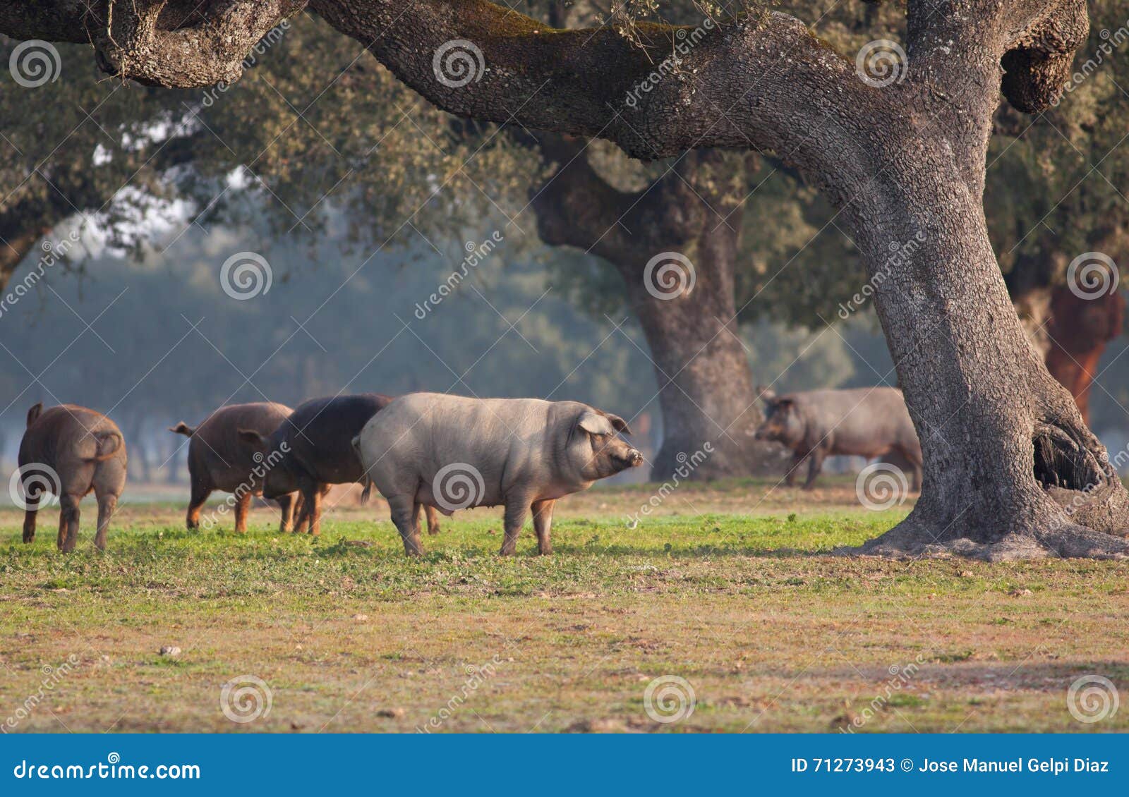 iberian pig in the meadow