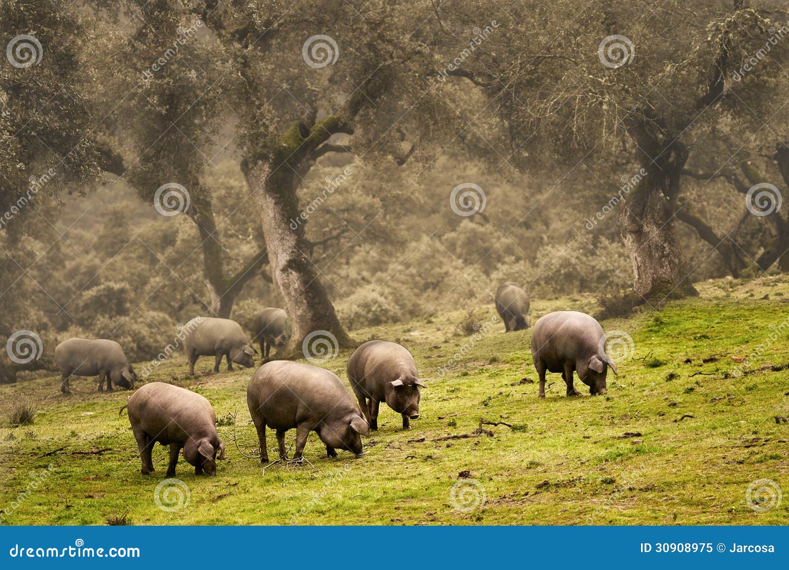 iberian pig in the meadow