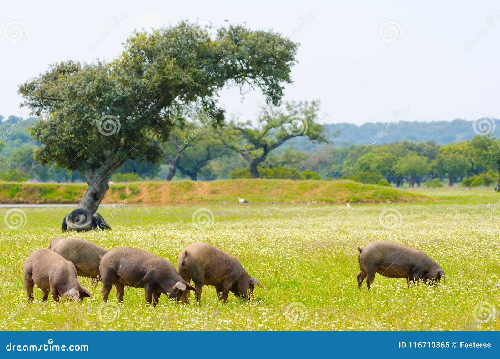 iberian pigs in the meadow of extremadura.