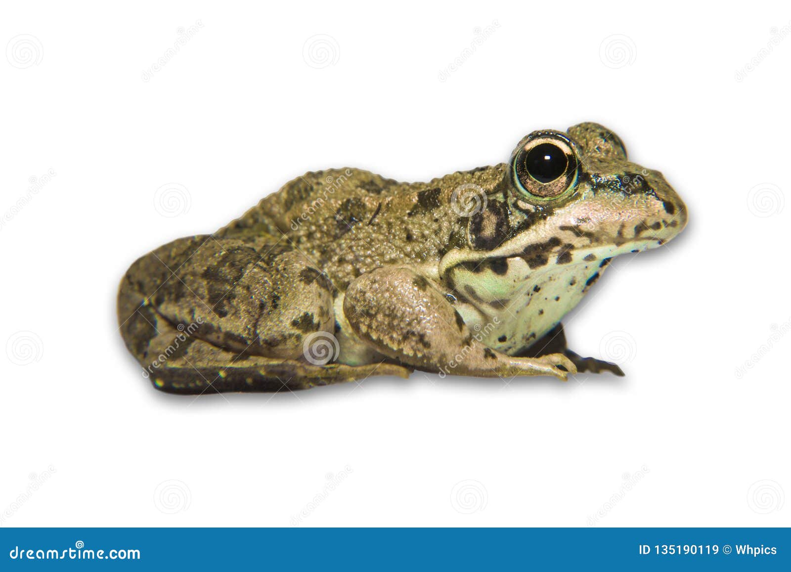 iberian waterfrog or pelophylax perezi