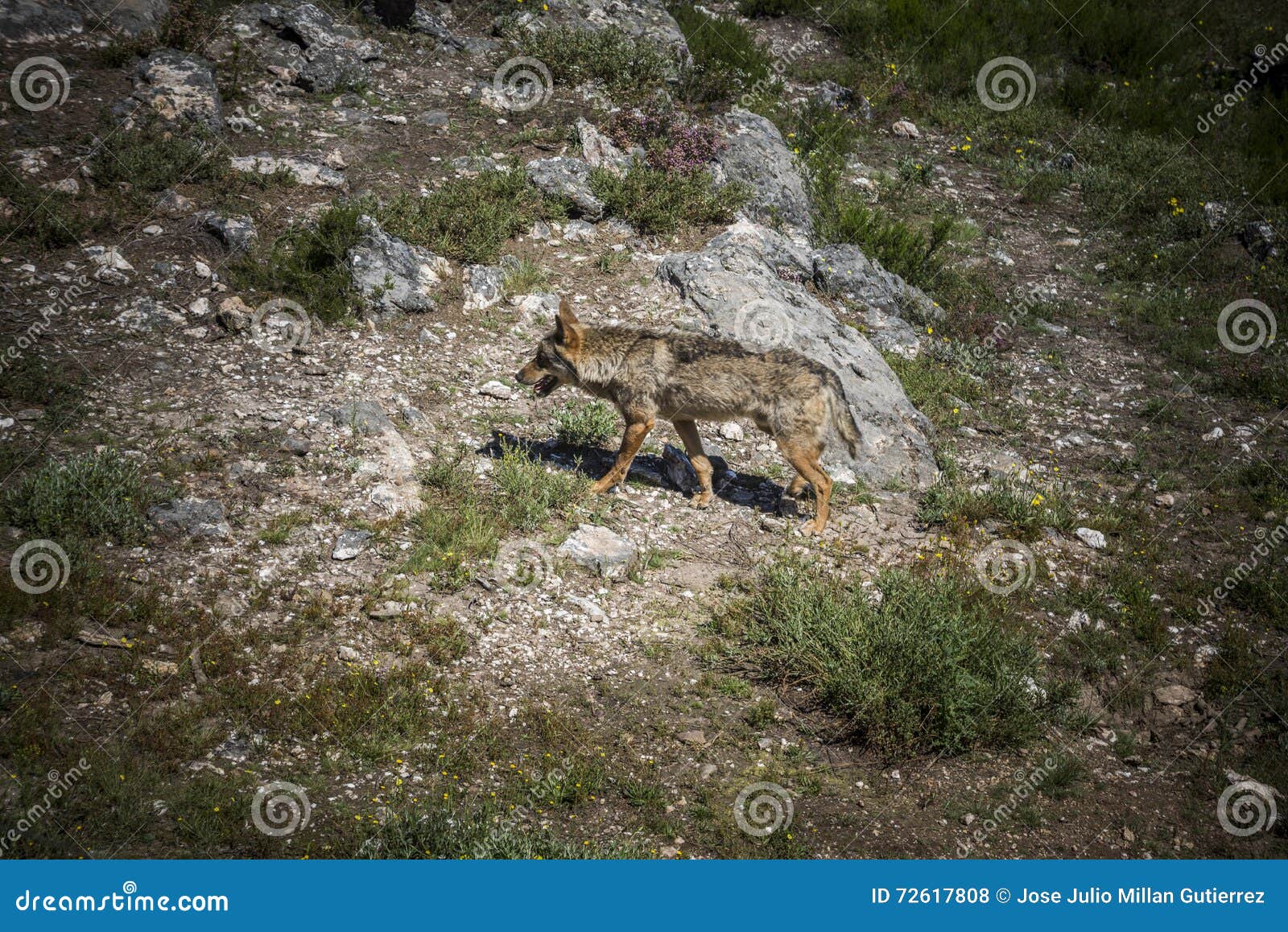 iberian wolf. canis lupus signatus.