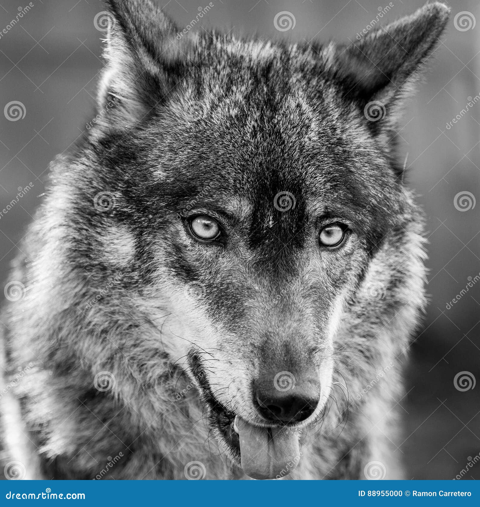 Iberian Wolf Portrait Showing His Tongue Canis Lupus Signatus Stock ...