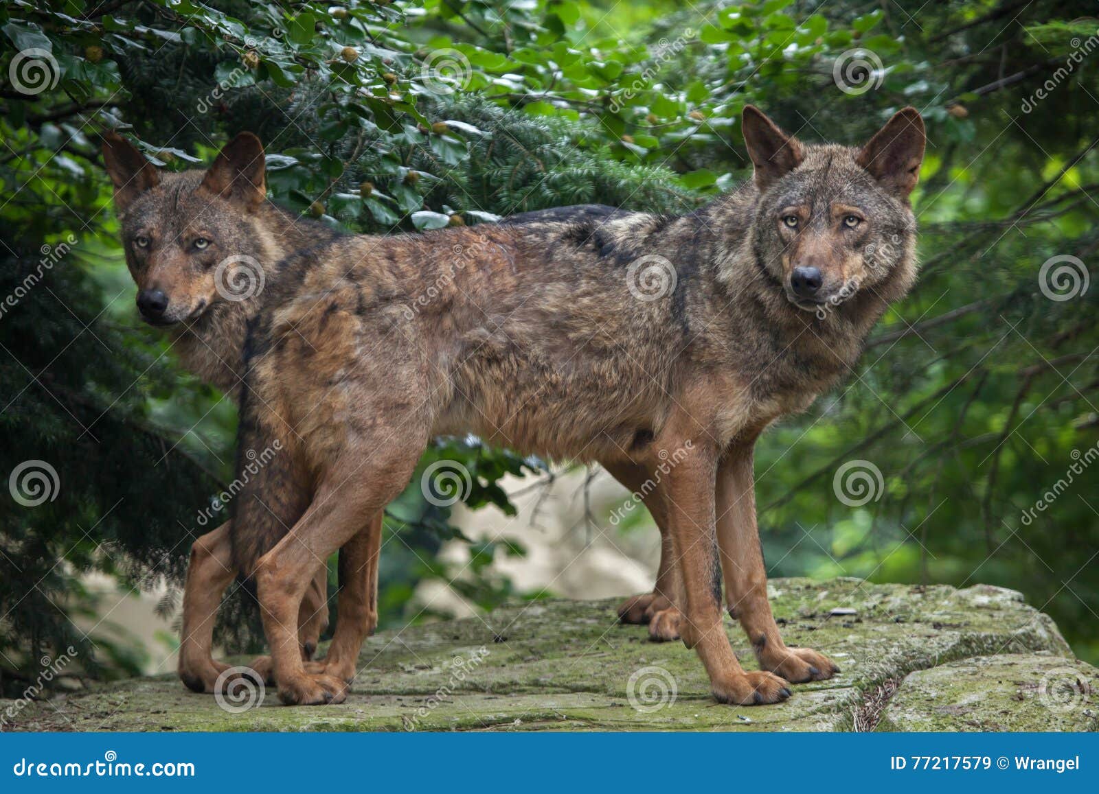 iberian wolf (canis lupus signatus).