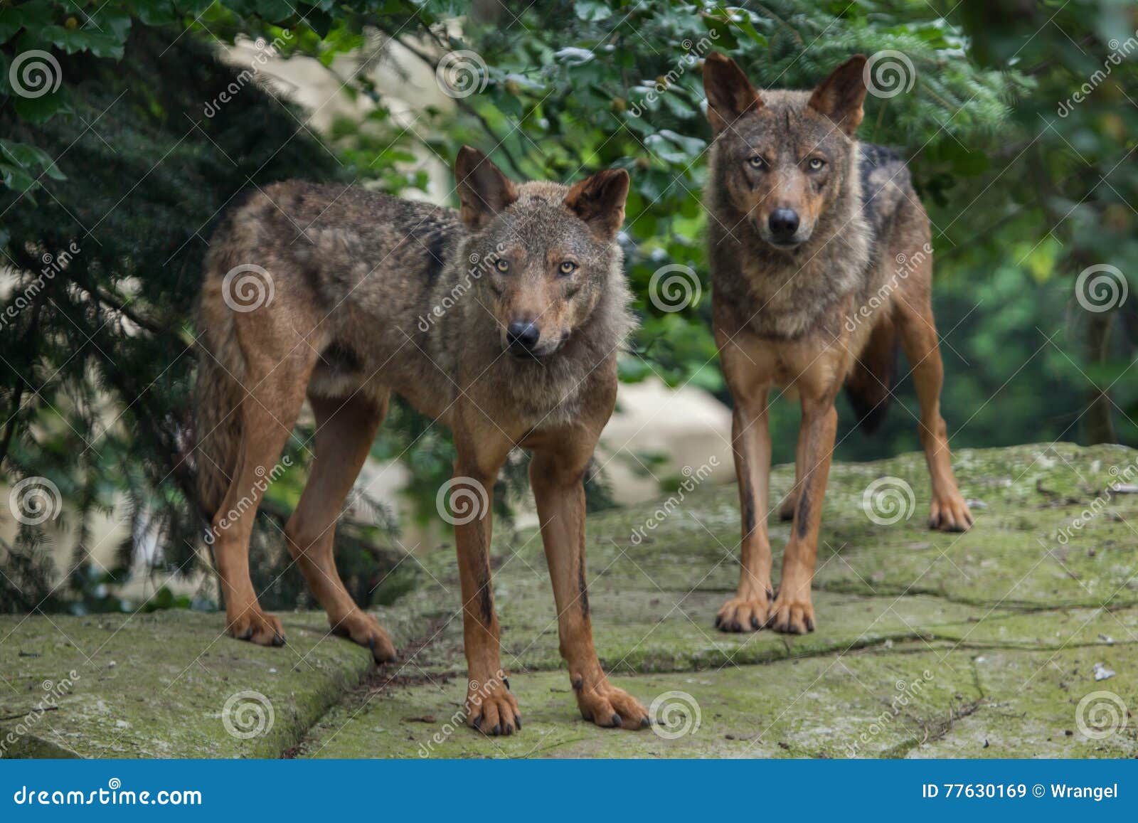 iberian wolf (canis lupus signatus).