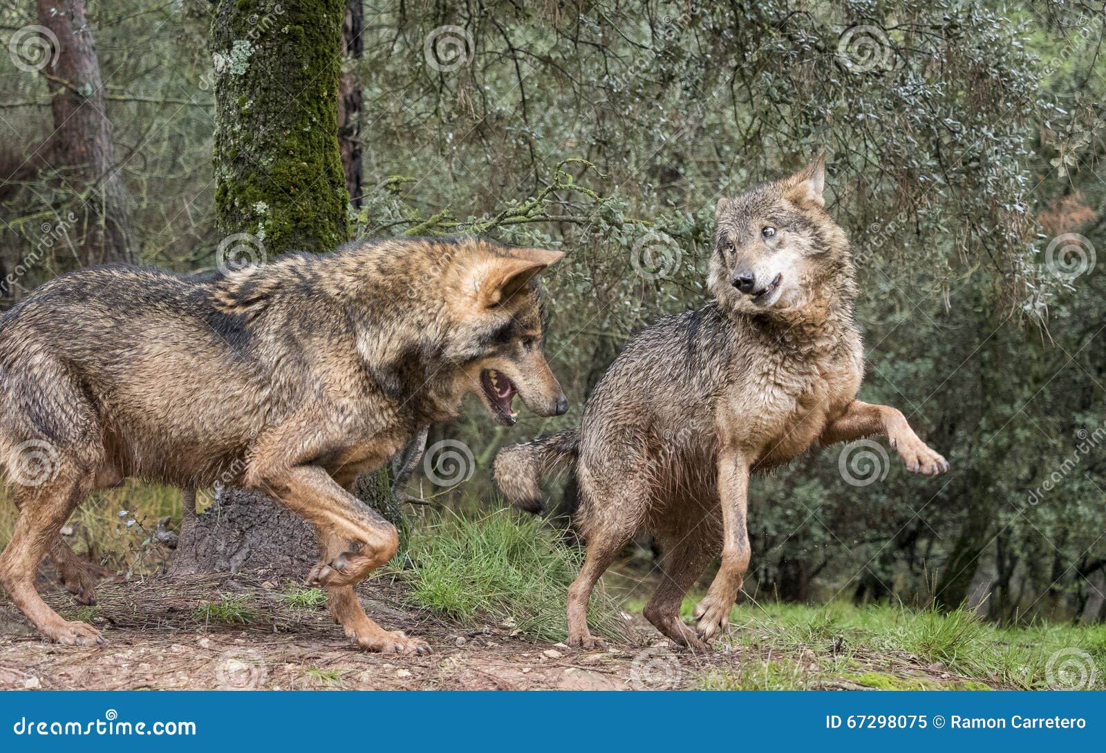 iberian wolves flirting